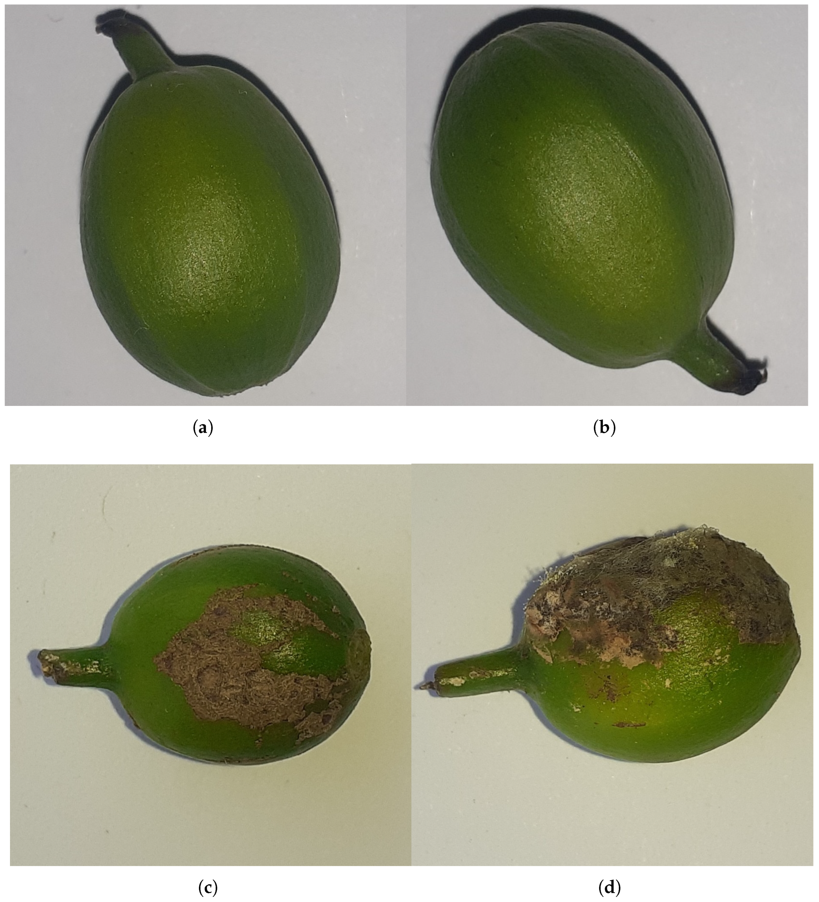 Sensors 25 03926 g001