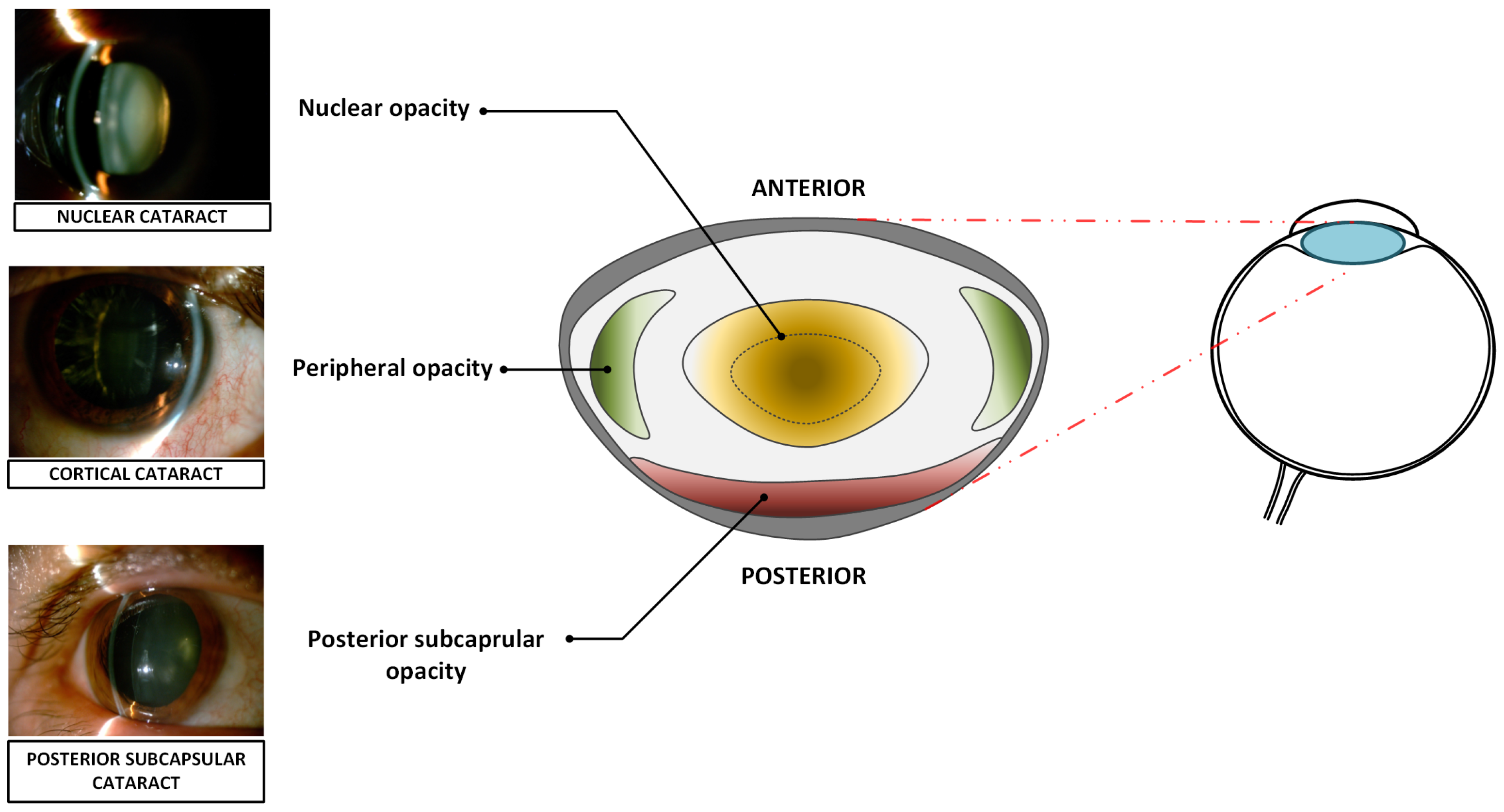 Sensors 25 03954 g001