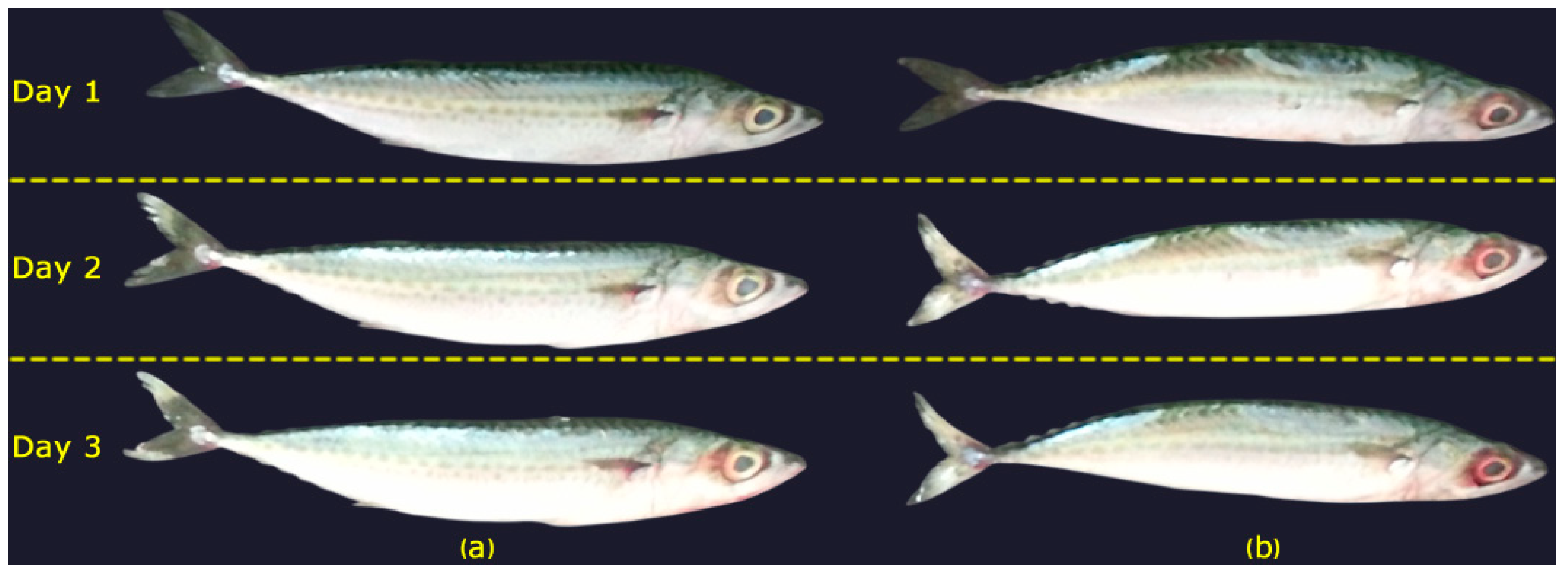 Sensors 25 04374 g004