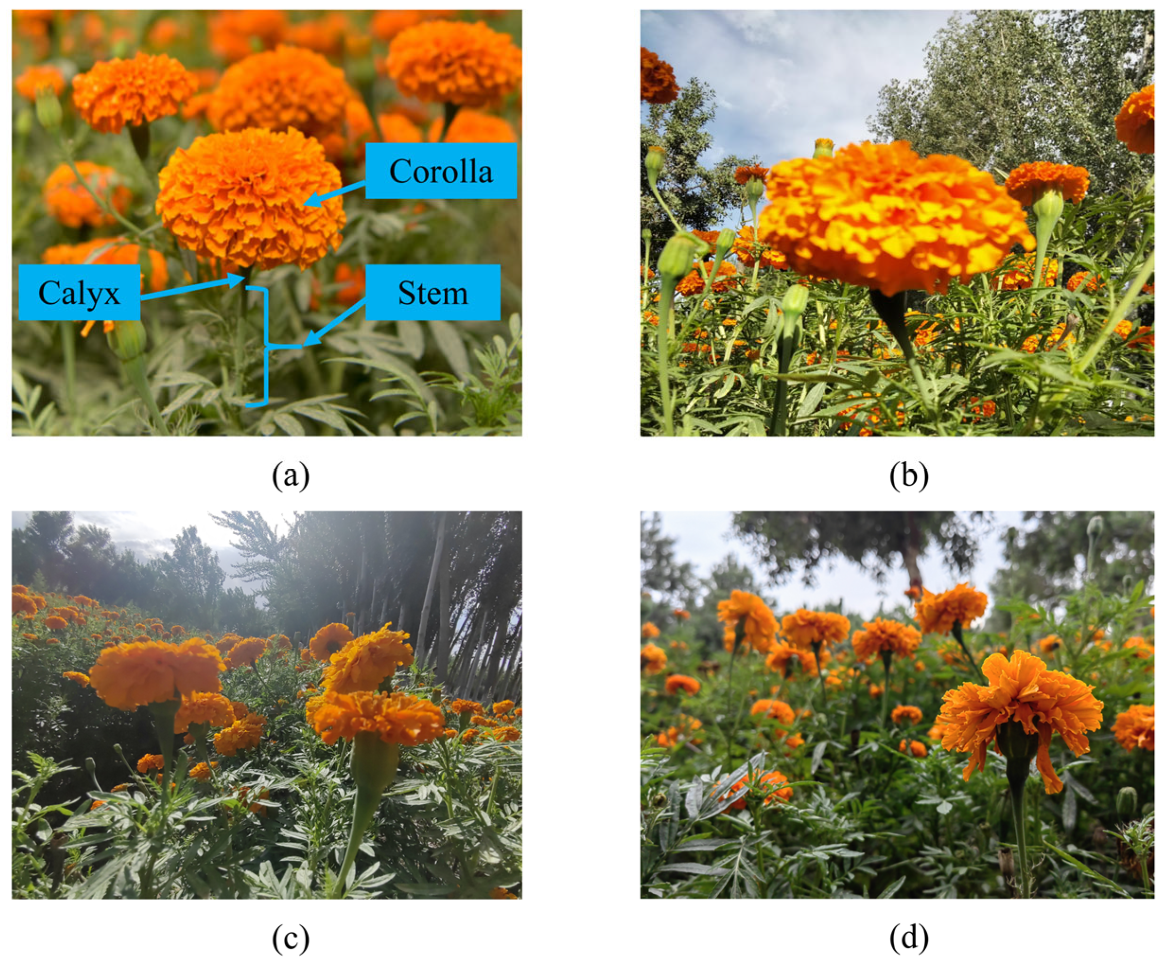 Sensors 25 04820 g001 Sensors 25 04820 g001