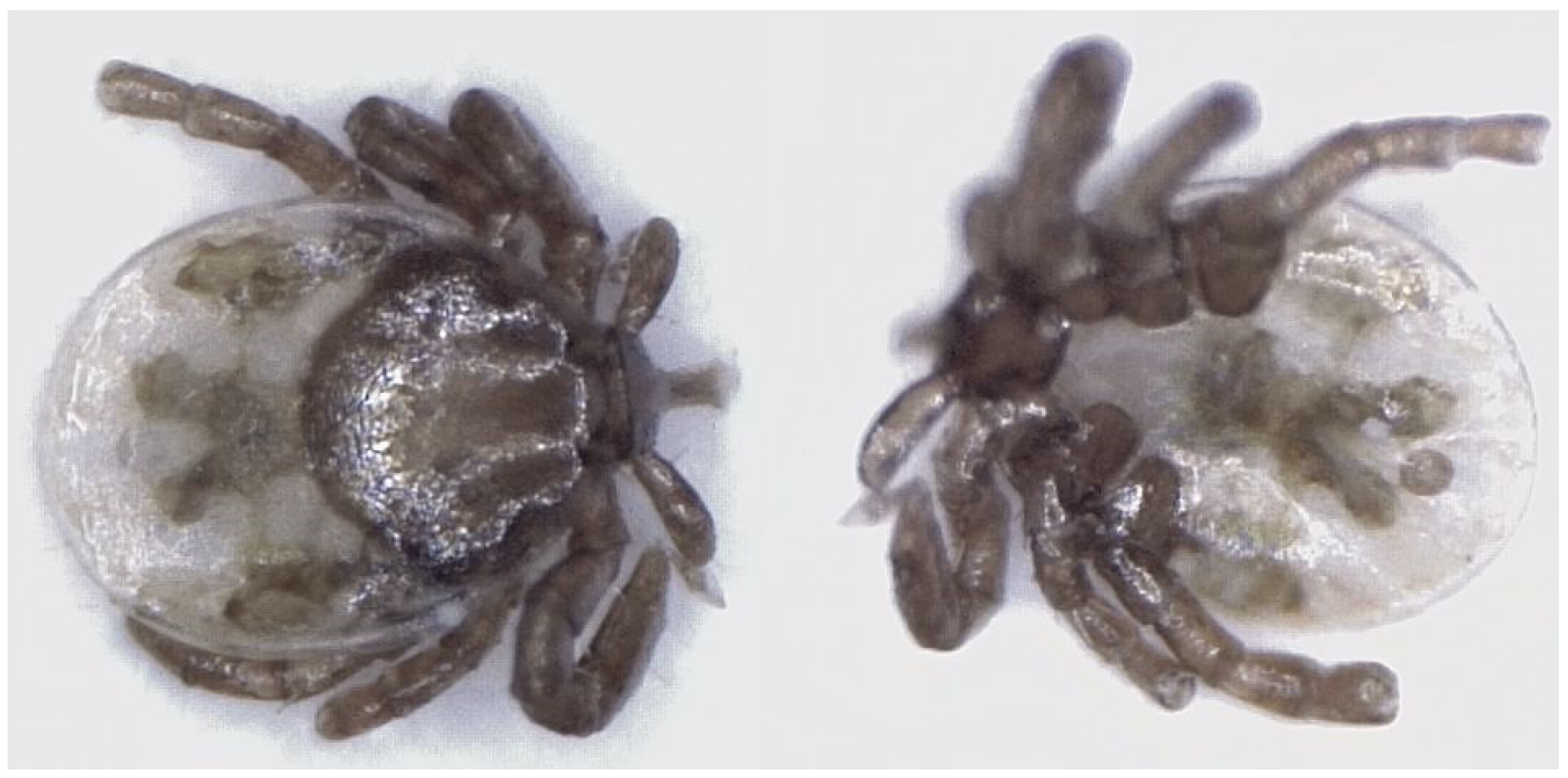 Sensors 25 05038 g001 Sensors 25 05038 g001