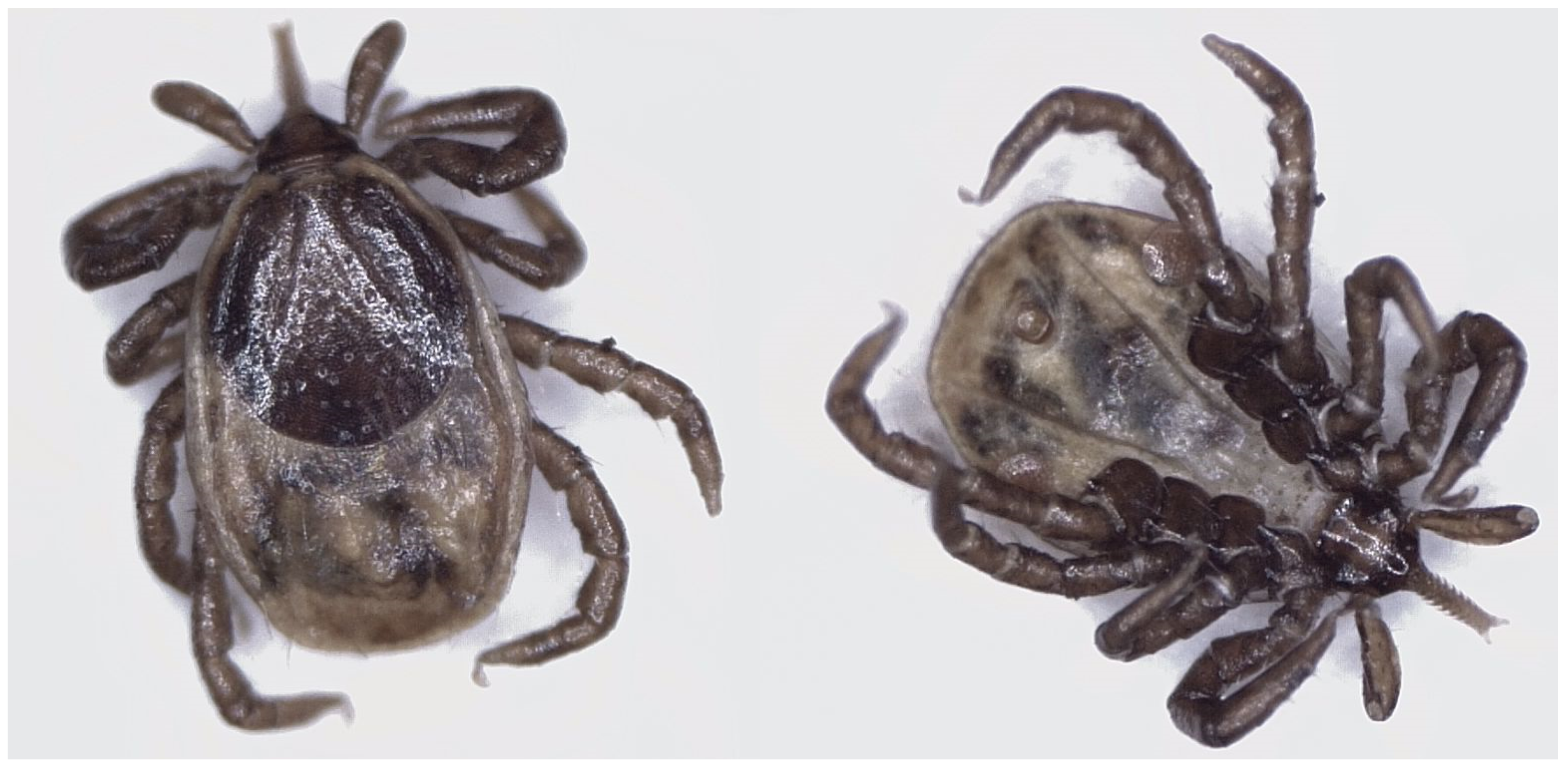 Sensors 25 05038 g002 Sensors 25 05038 g002