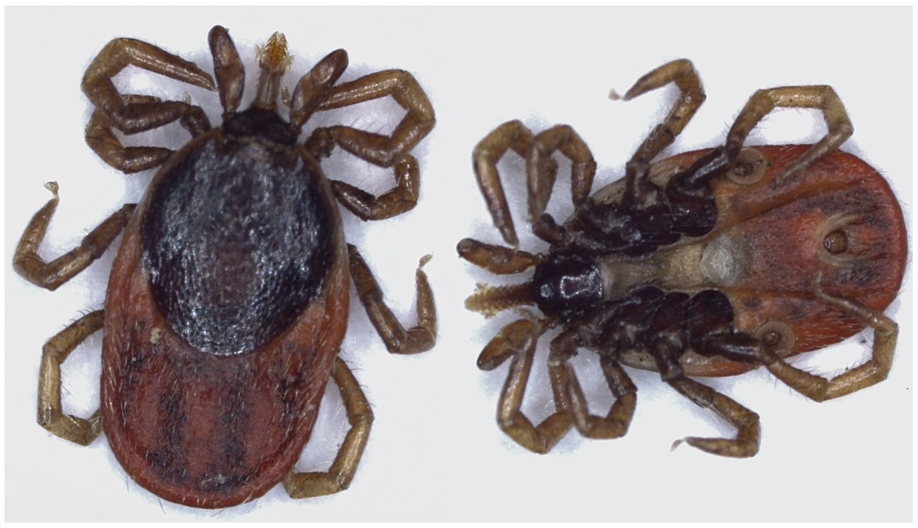 Sensors 25 05038 g003 Sensors 25 05038 g003