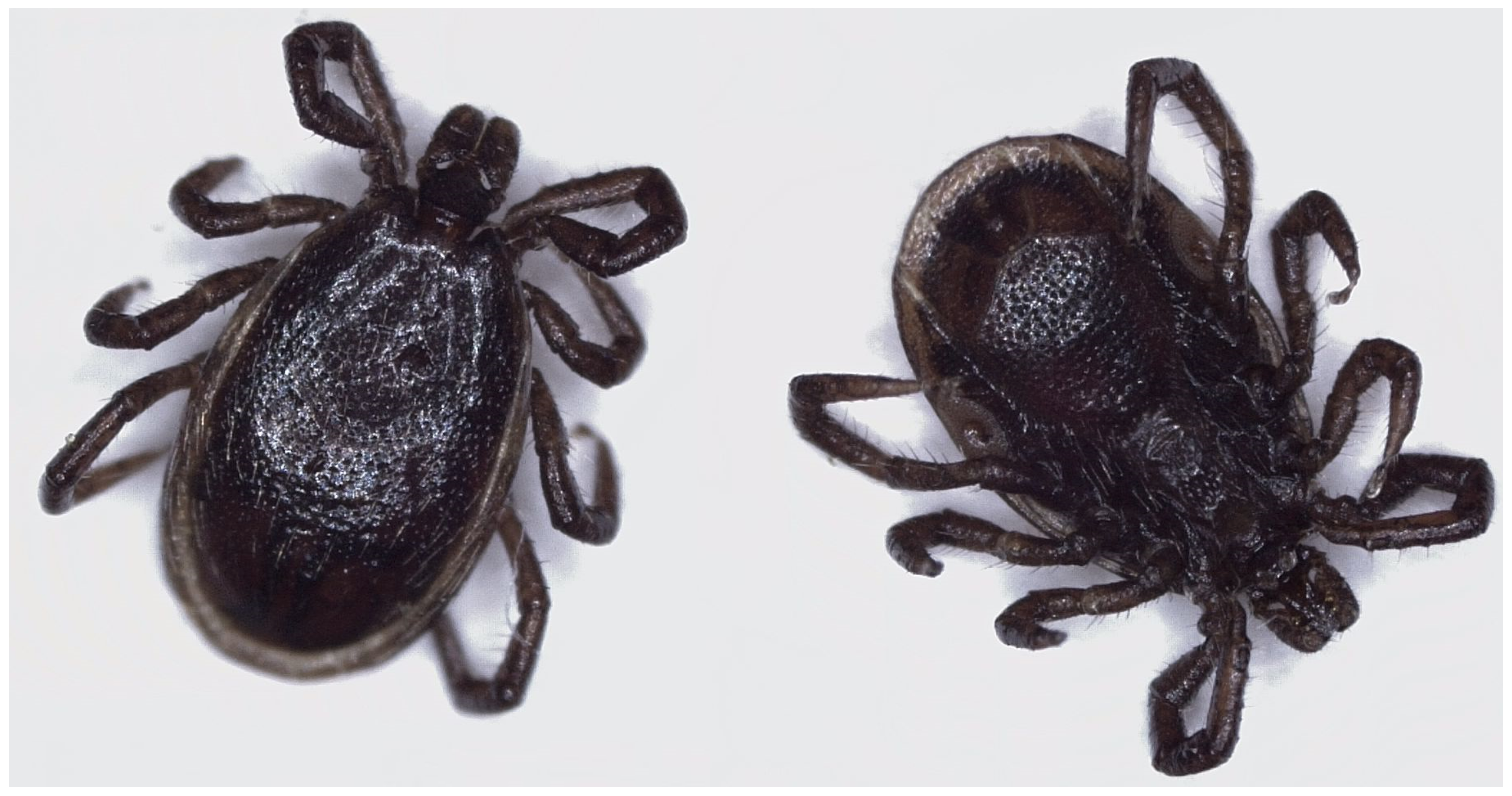 Sensors 25 05038 g004 Sensors 25 05038 g004