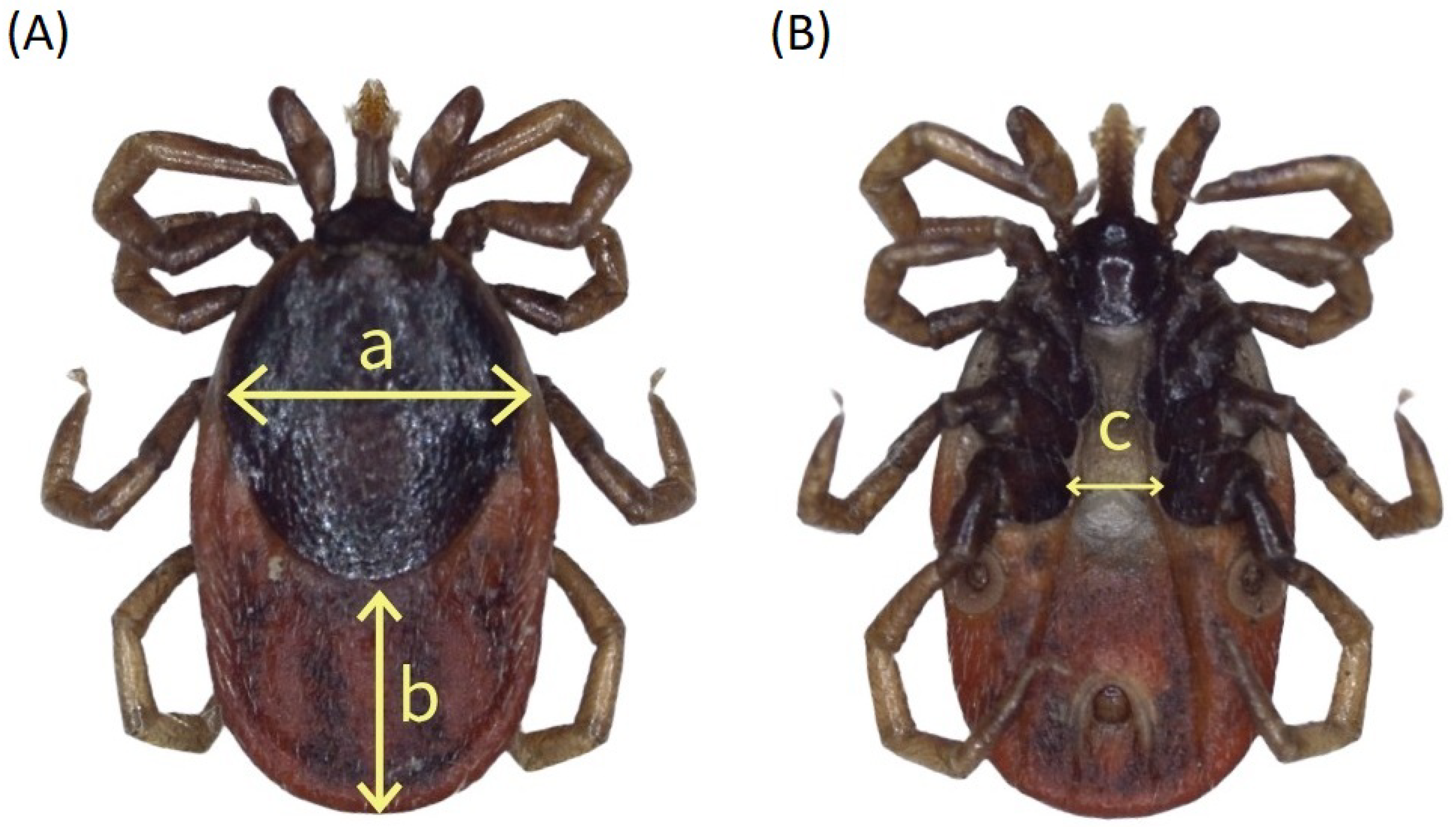 Sensors 25 05038 g005 Sensors 25 05038 g005