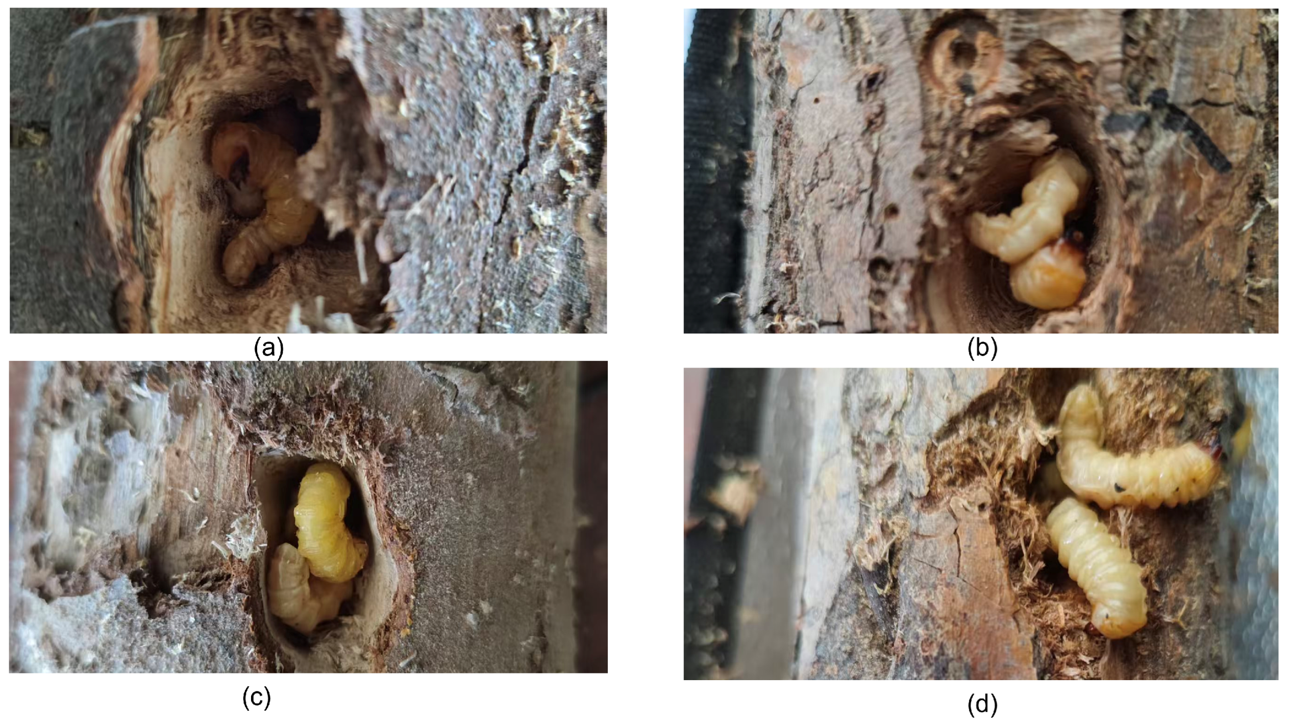 Sensors 25 06176 g001