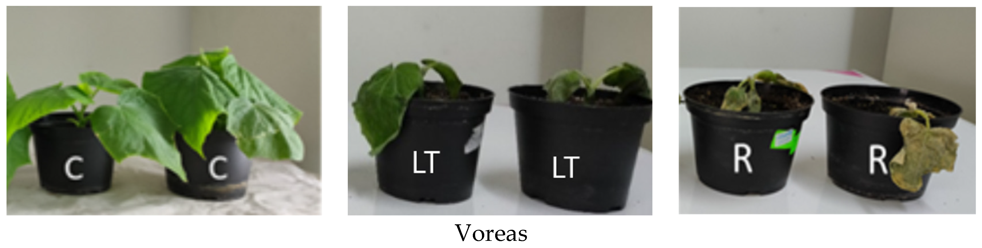 Sensors 25 07602 g002a Sensors 25 07602 g002a