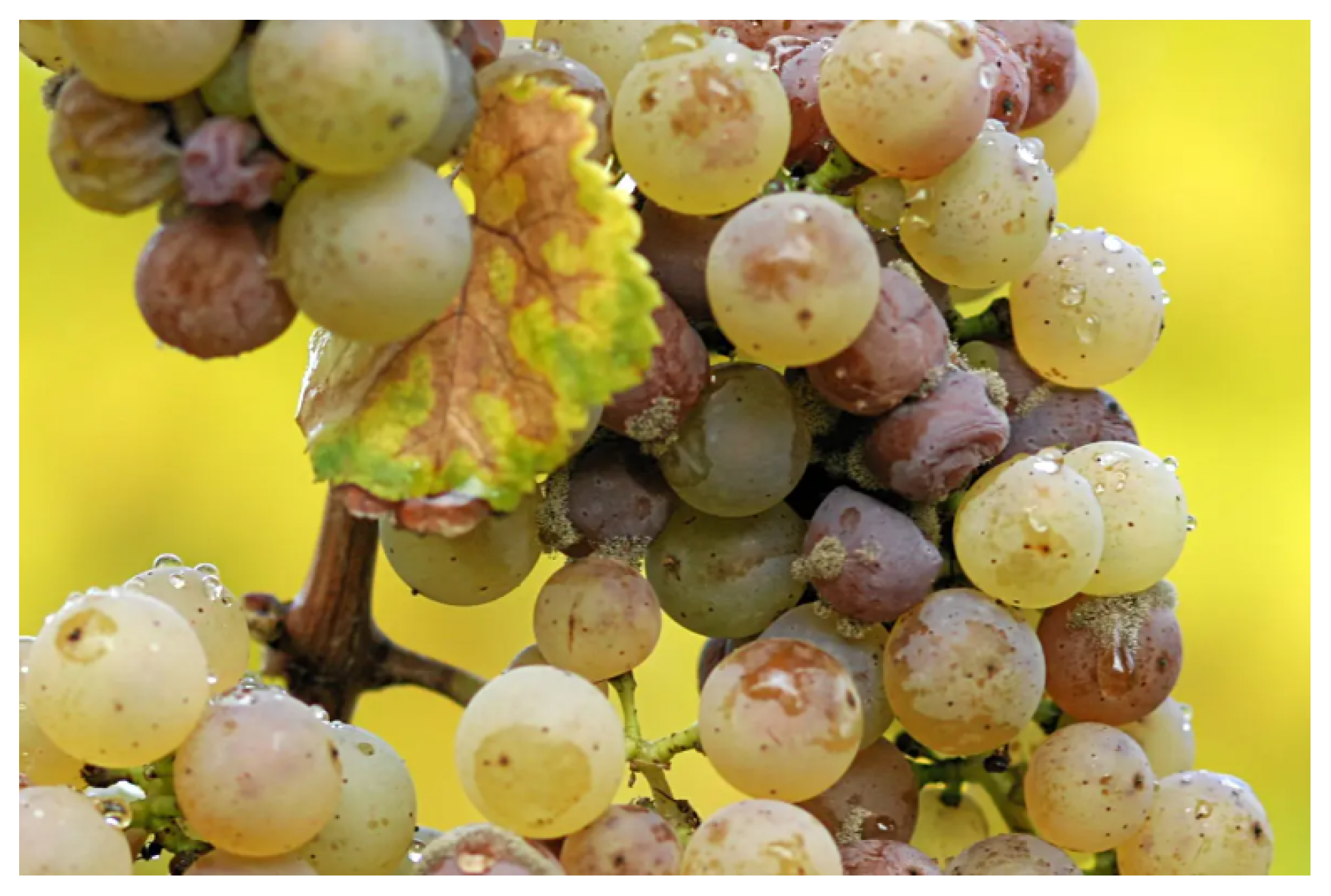 Sensors 26 00374 g001