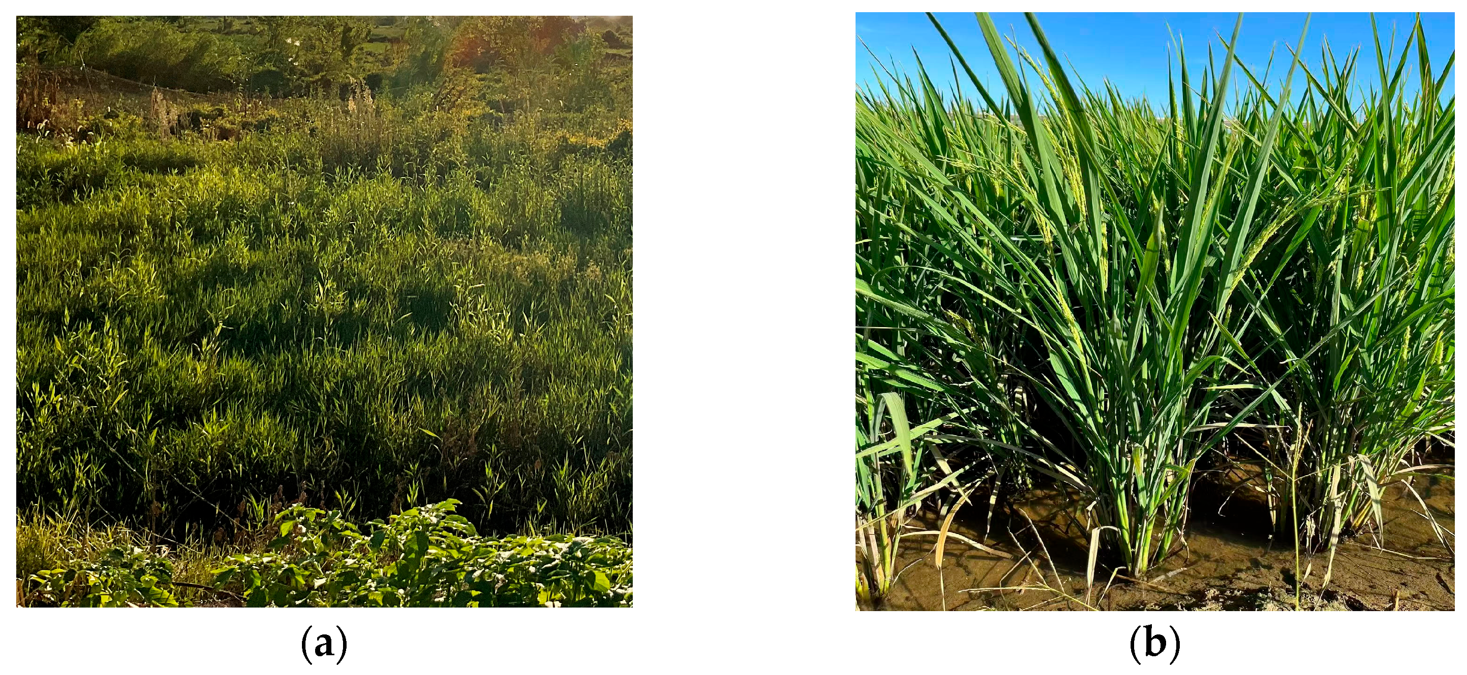 Sensors 26 00586 g012