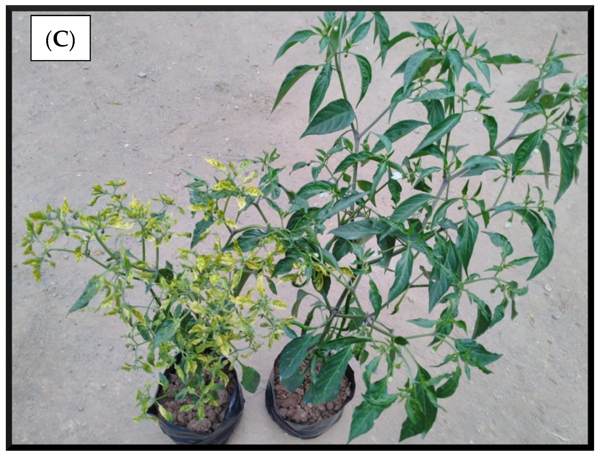 Separations 08 00136 g001b Separations 08 00136 g001b