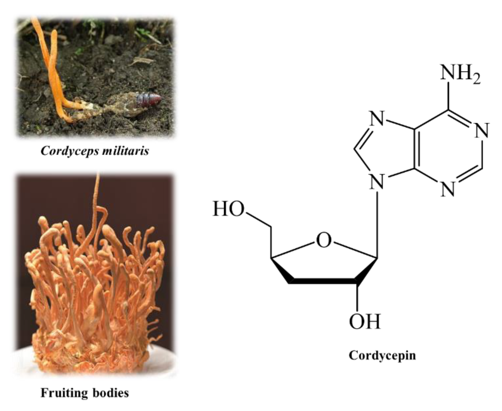 Cordycepin Based Medicines in Market