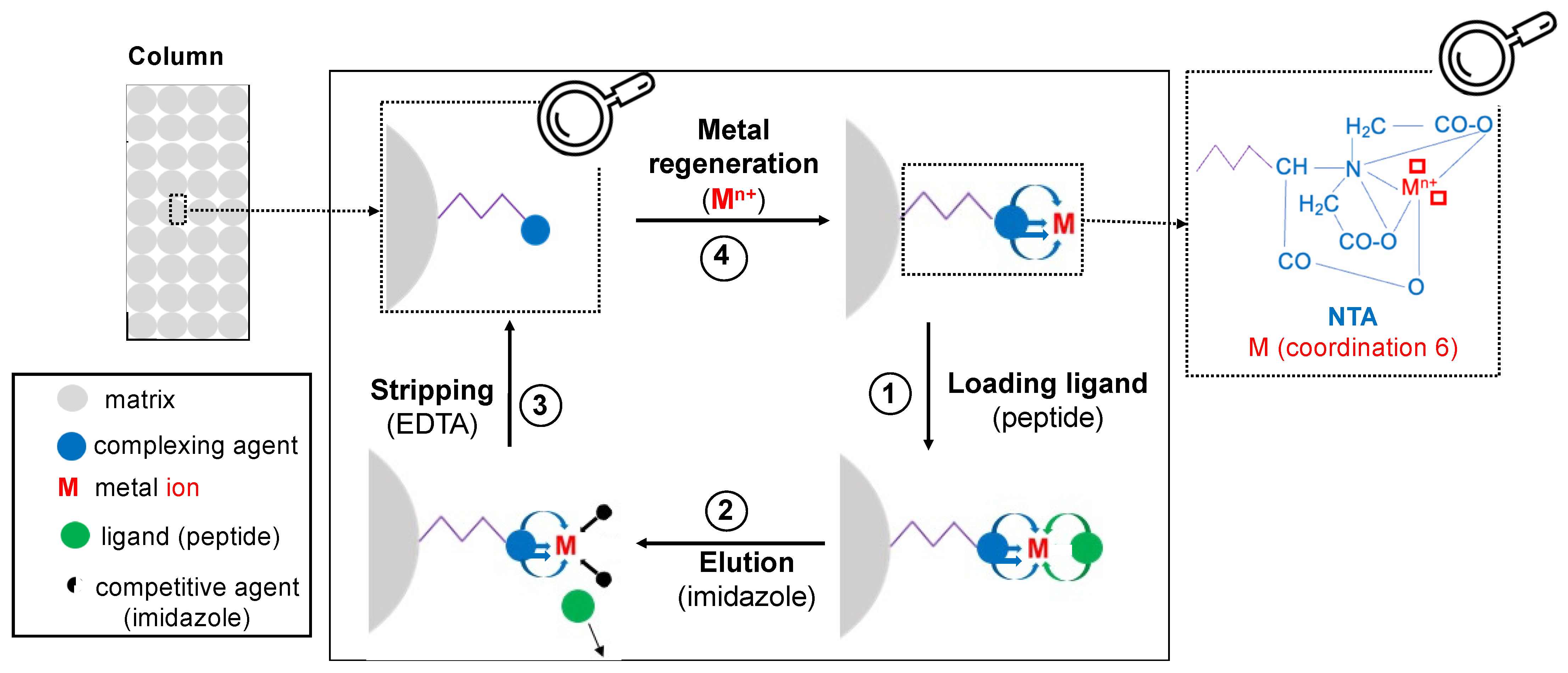 Affinity Chromatography Ligand