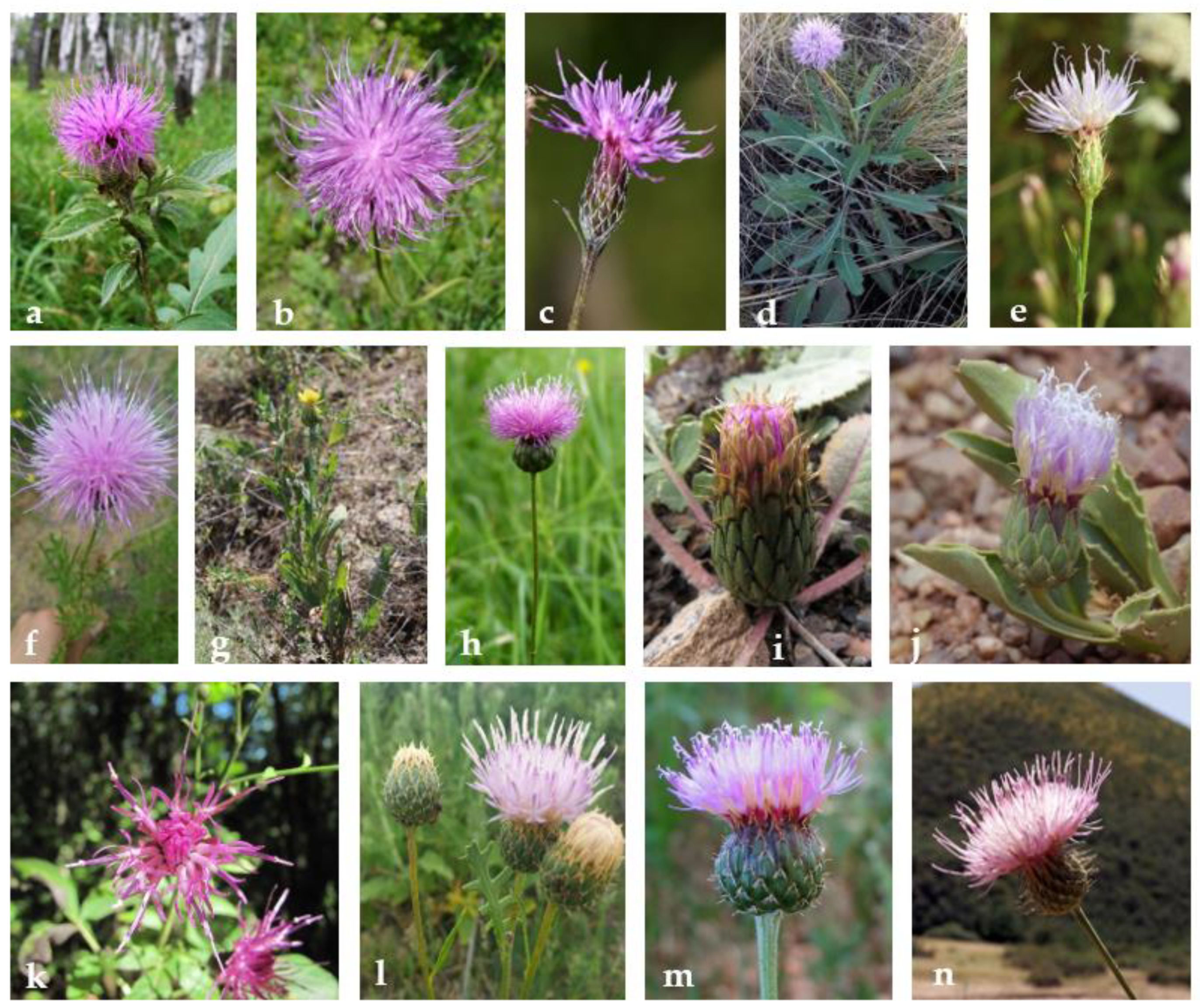 Separations 09 00448 g001 Separations 09 00448 g001