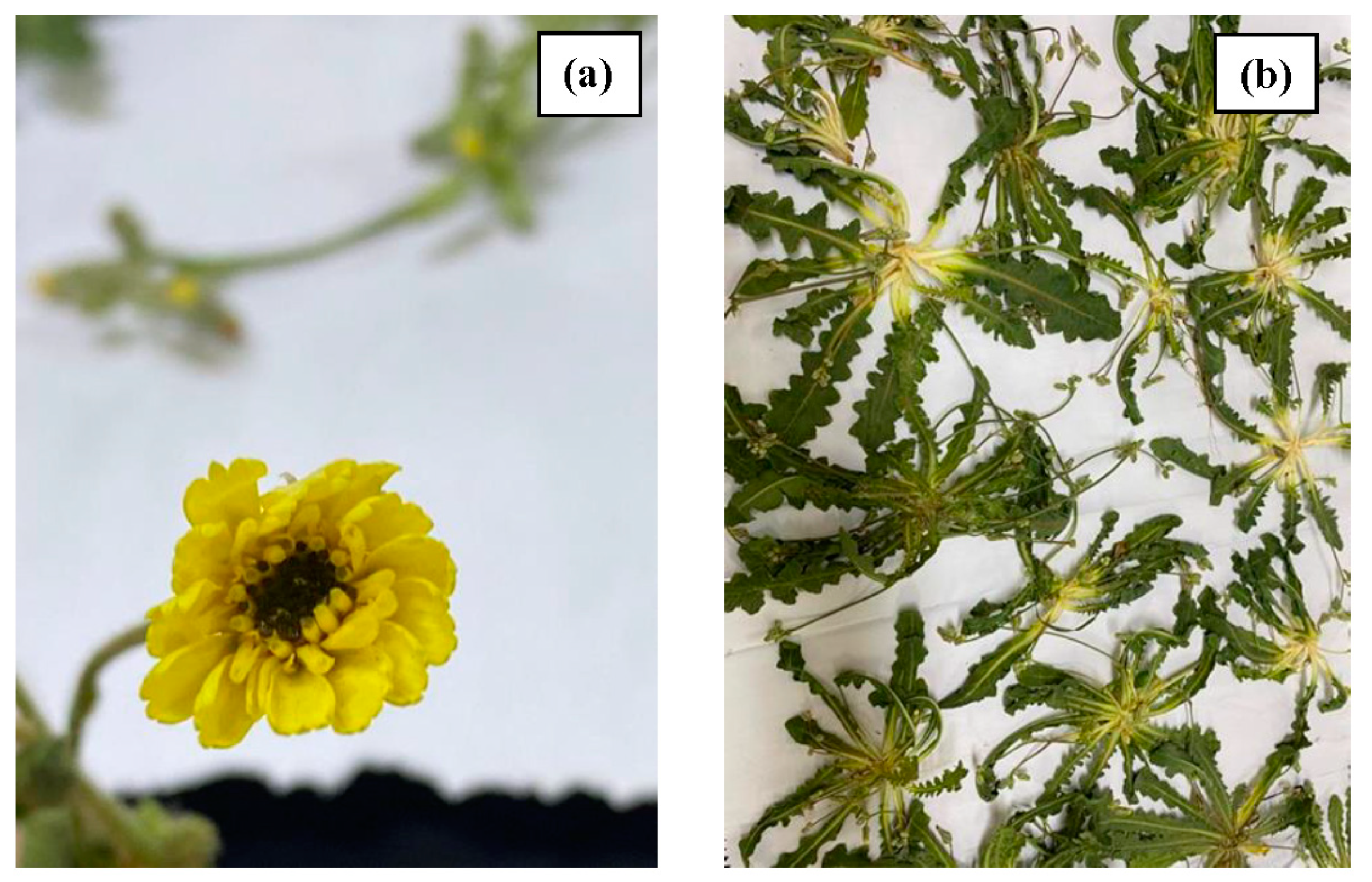 Separations 10 00083 g001