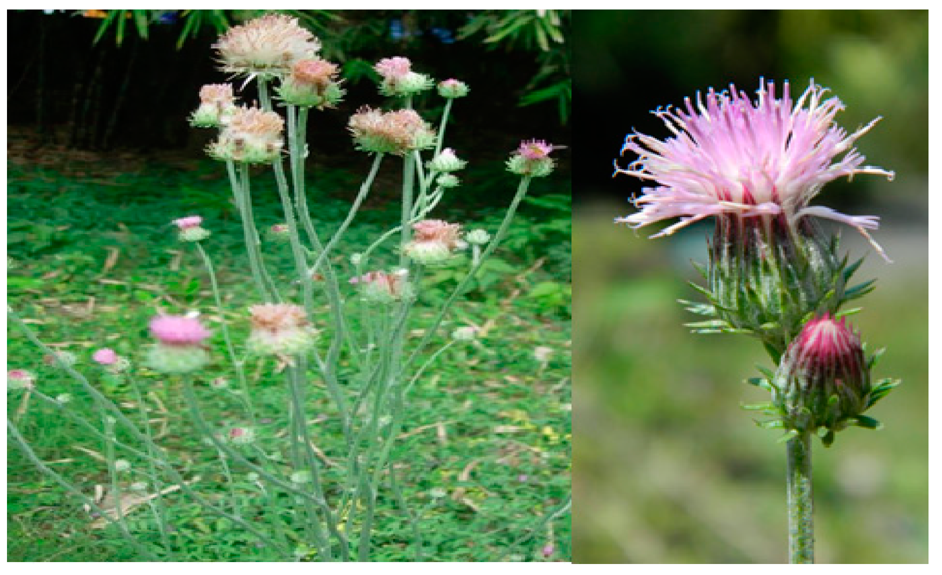 Separations 10 00107 g001 550