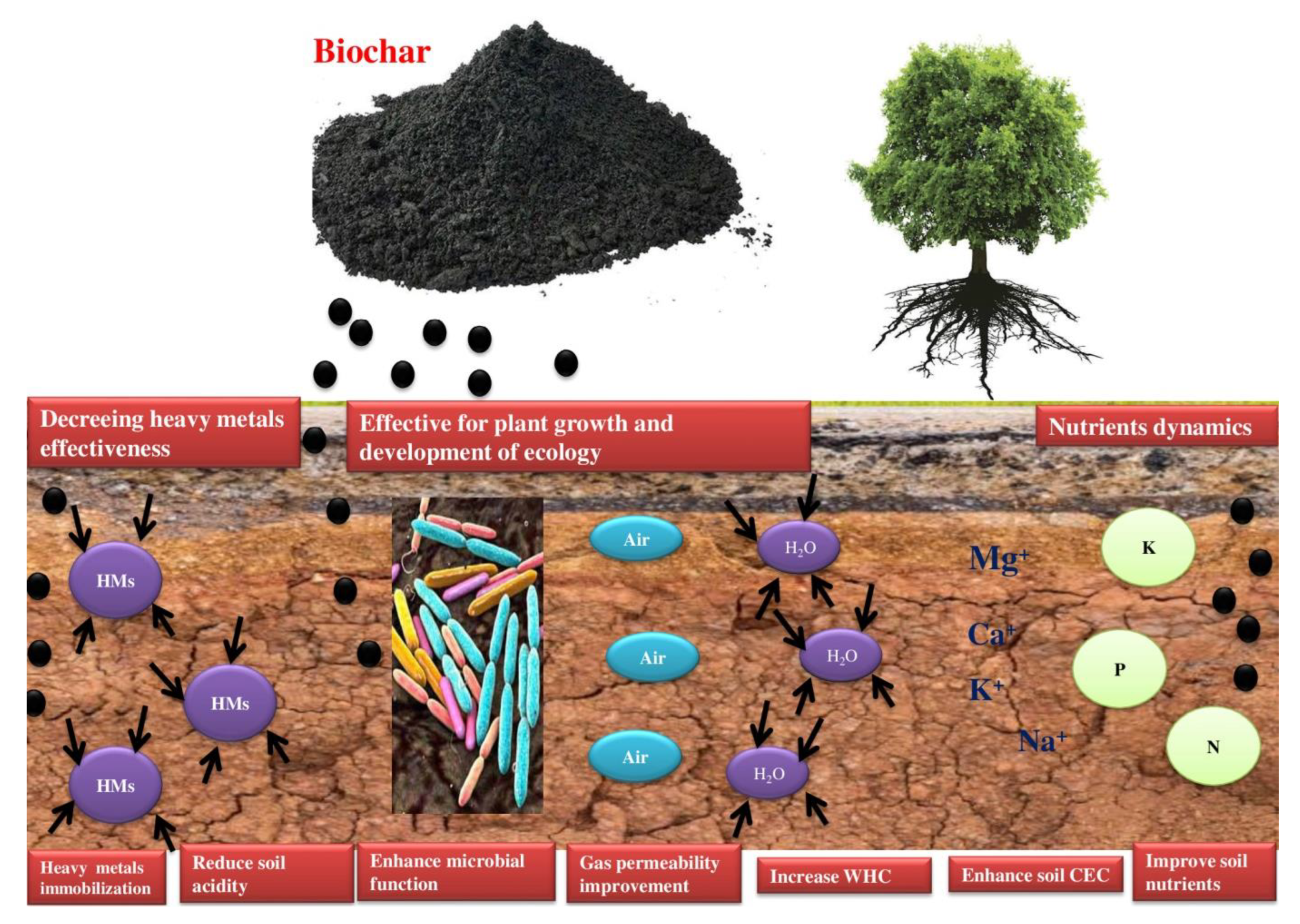 Biochar mitigates bioavailability and environmental risks of