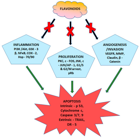Separations Free FullText The Role of Selective Flavonoids on TripleNegative Breast Cancer