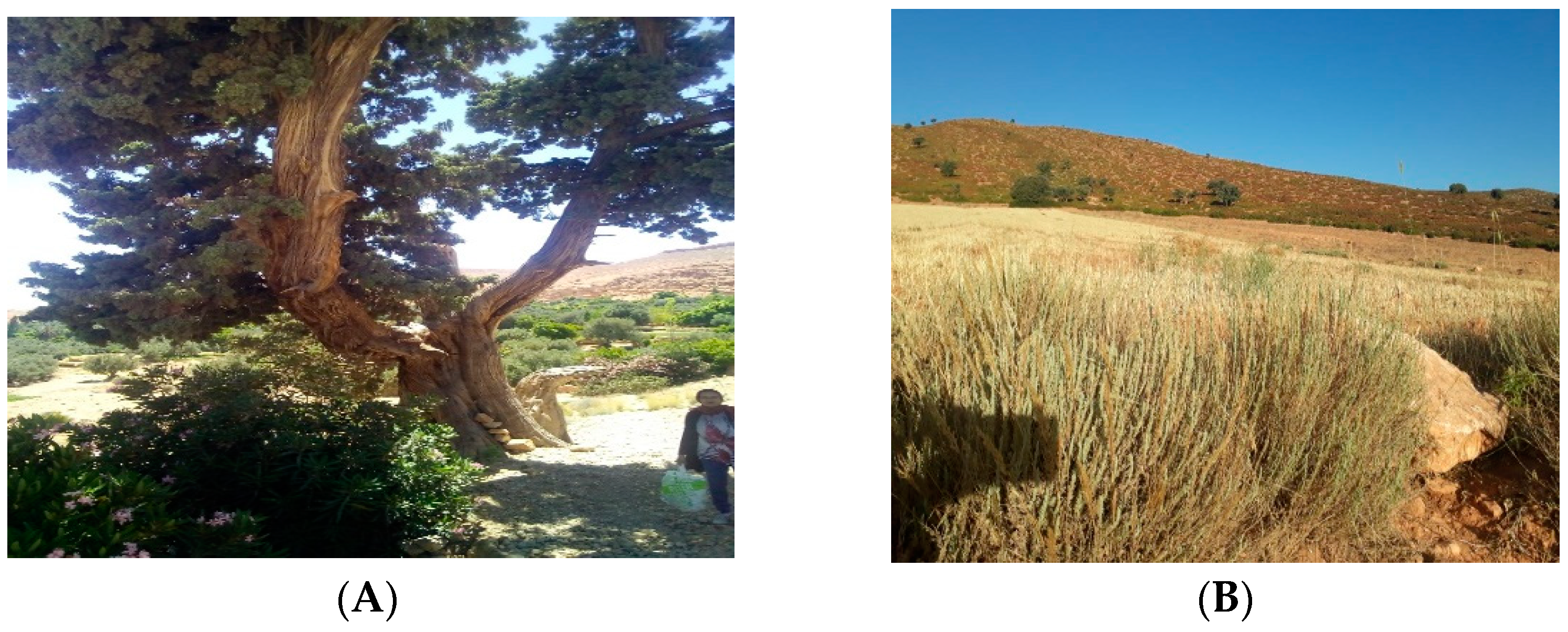 Separations 10 00396 g001