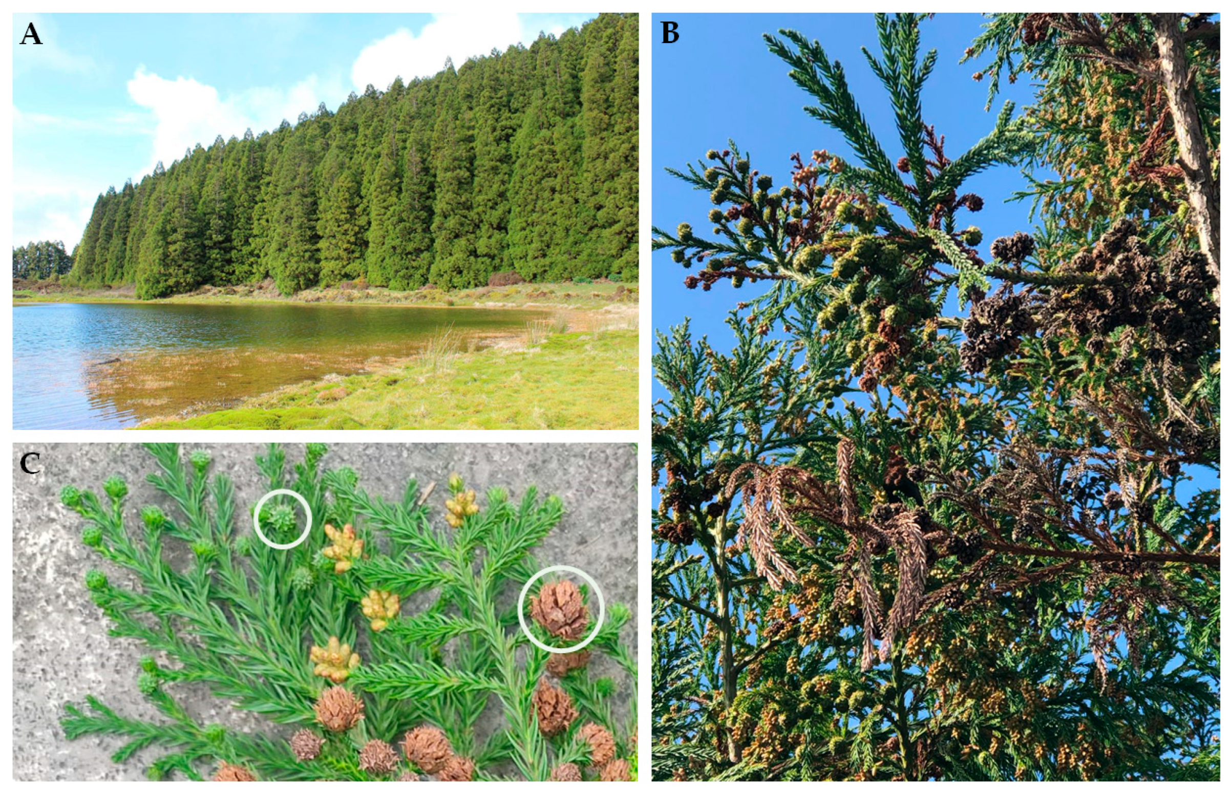 Separations 11 00102 g001