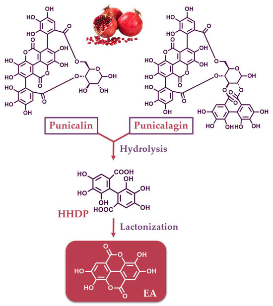 Urolithins and Their Precursors Ellagic Acid and Ellagitannins Natural Sources Extraction and Methods for Their Determination