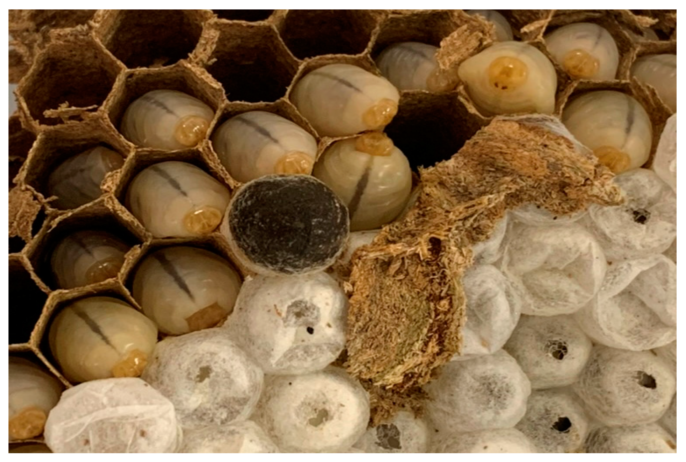 Separations 11 00317 g002