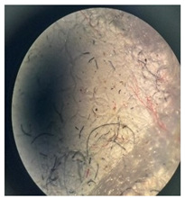 Separations 12 00028 i008