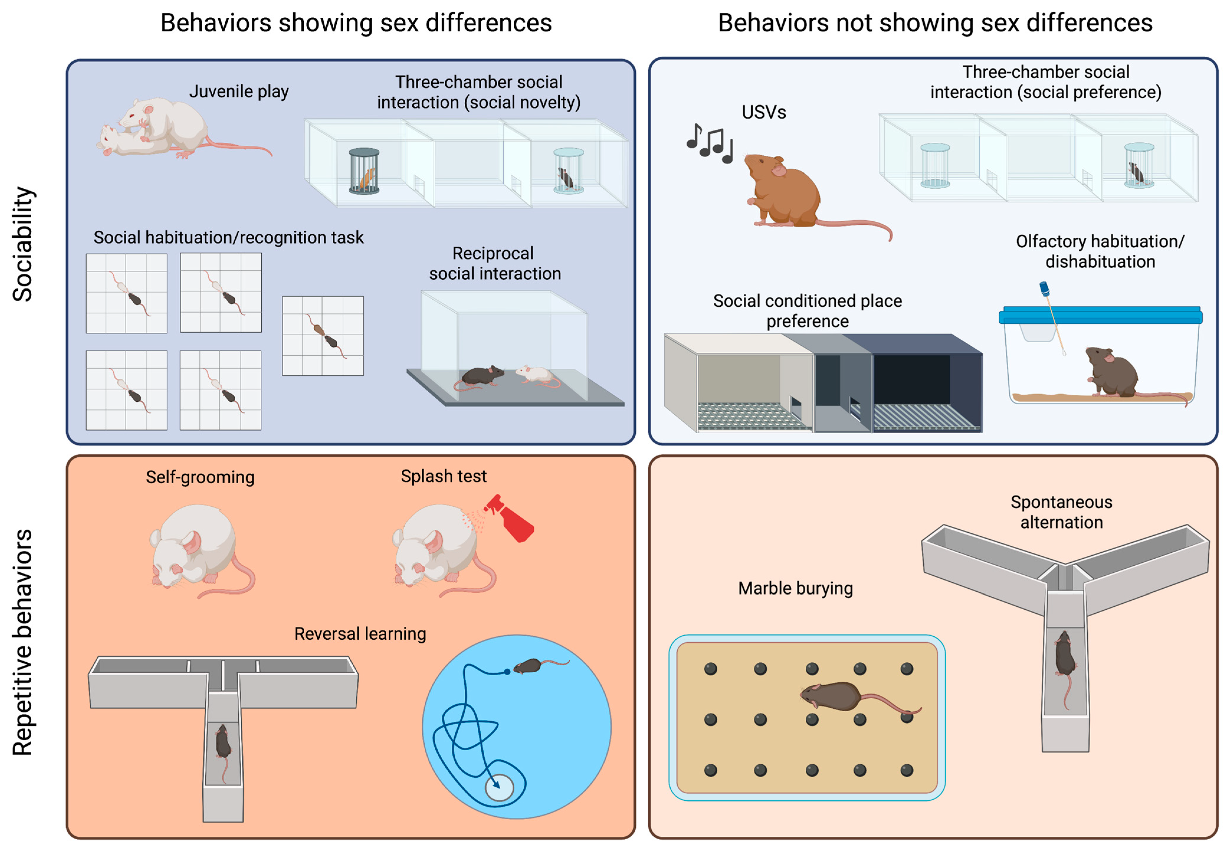 Sexes Free Full-Text Sex Differences in Mouse Models of Autism Spectrum Disorders Their Potential to Uncover the Impact of Brain Sexual Differentiation on Gender Bias pic