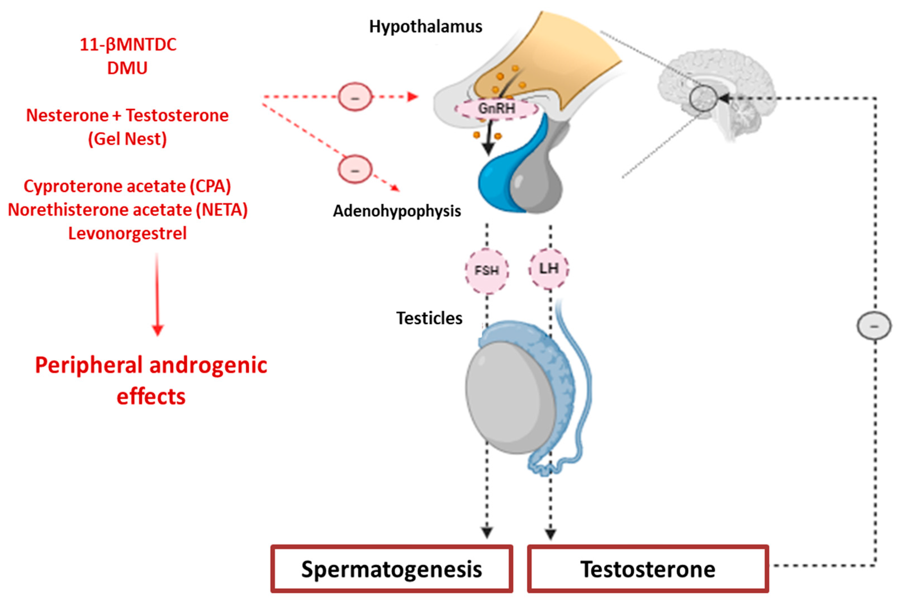 Sexes 06 00060 g002 Sexes 06 00060 g002