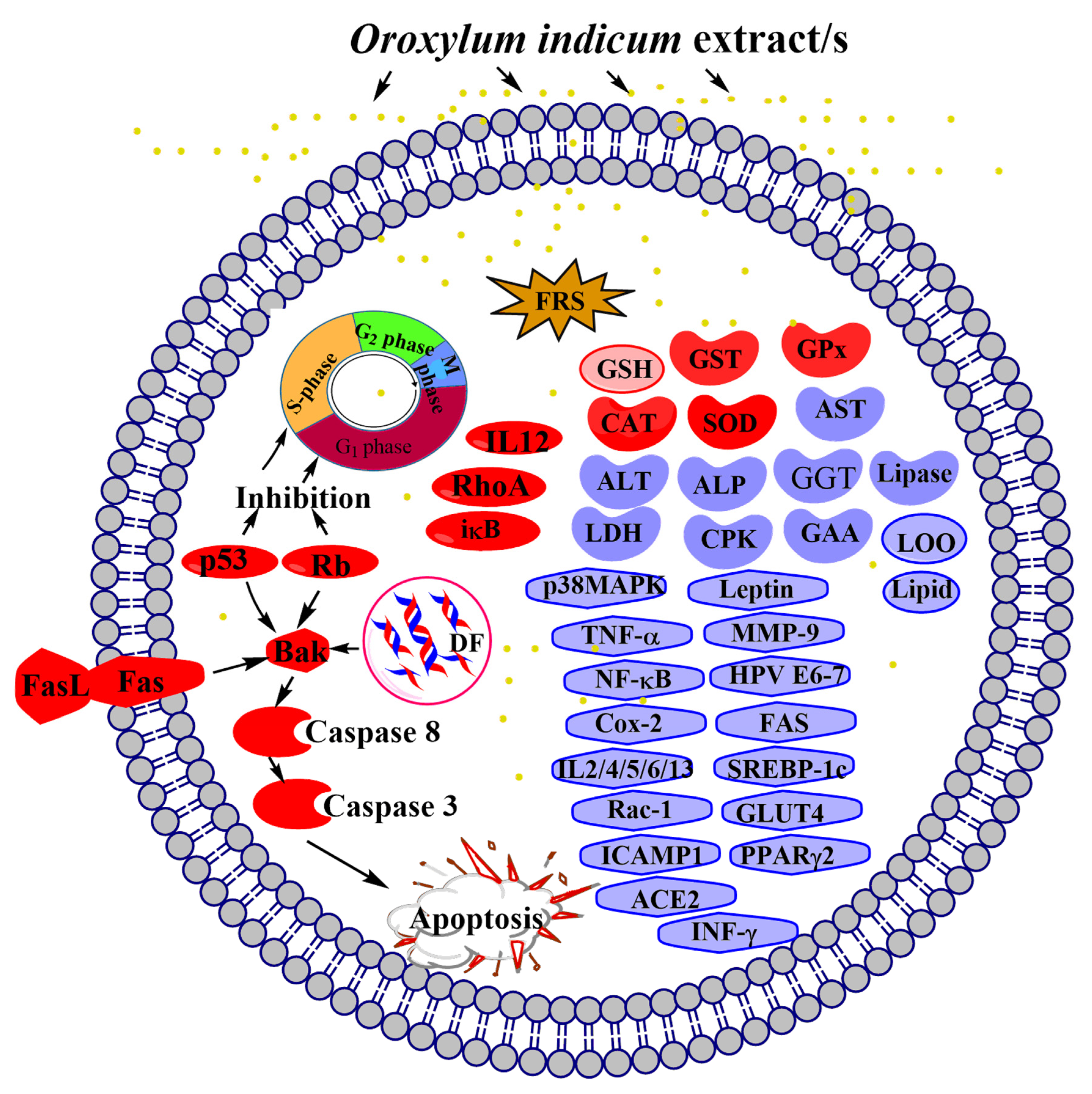 Sinusitis 05 00009 g002 Sinusitis 05 00009 g002