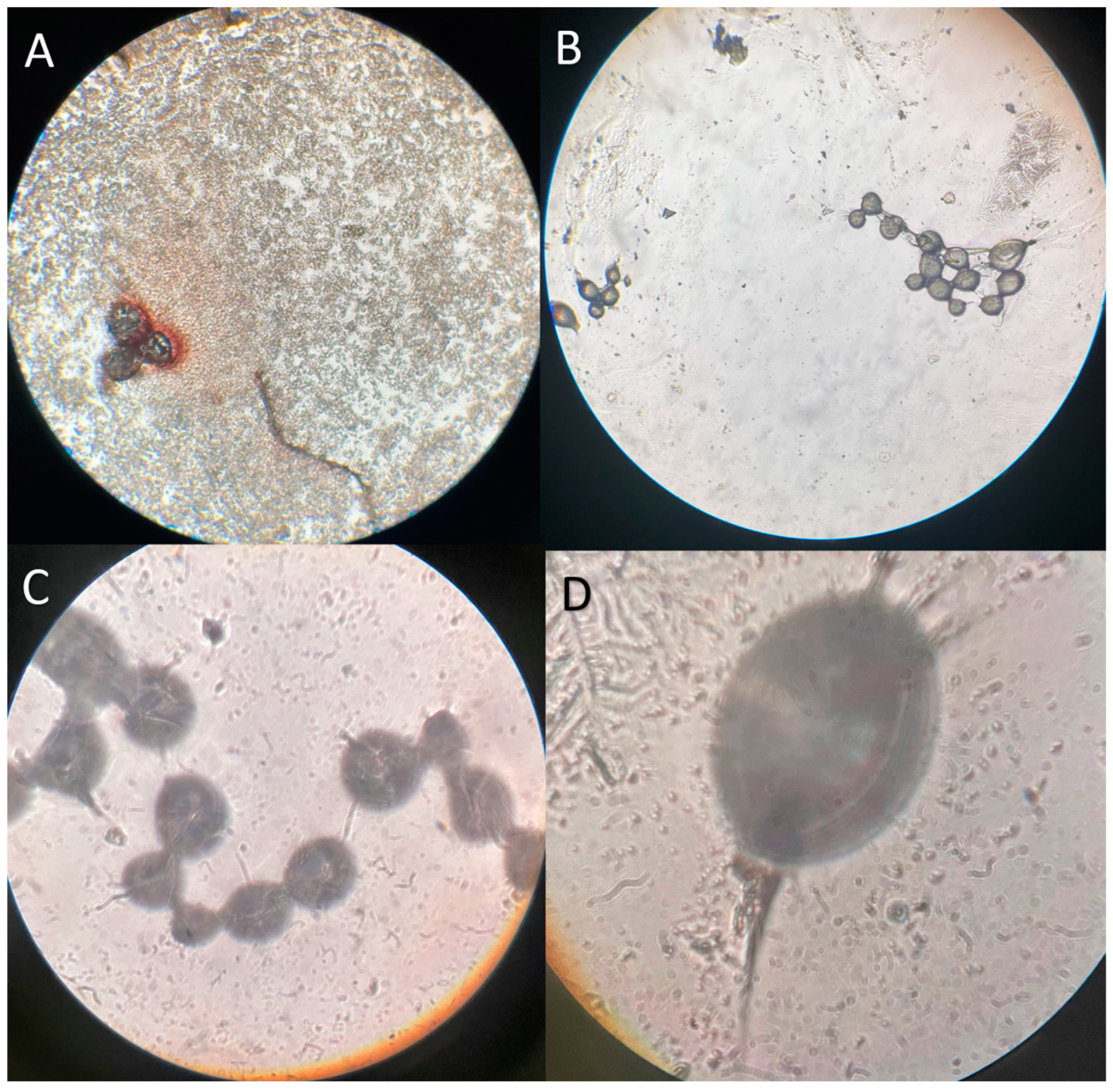 Siuj 05 00007 g001 Siuj 05 00007 g001