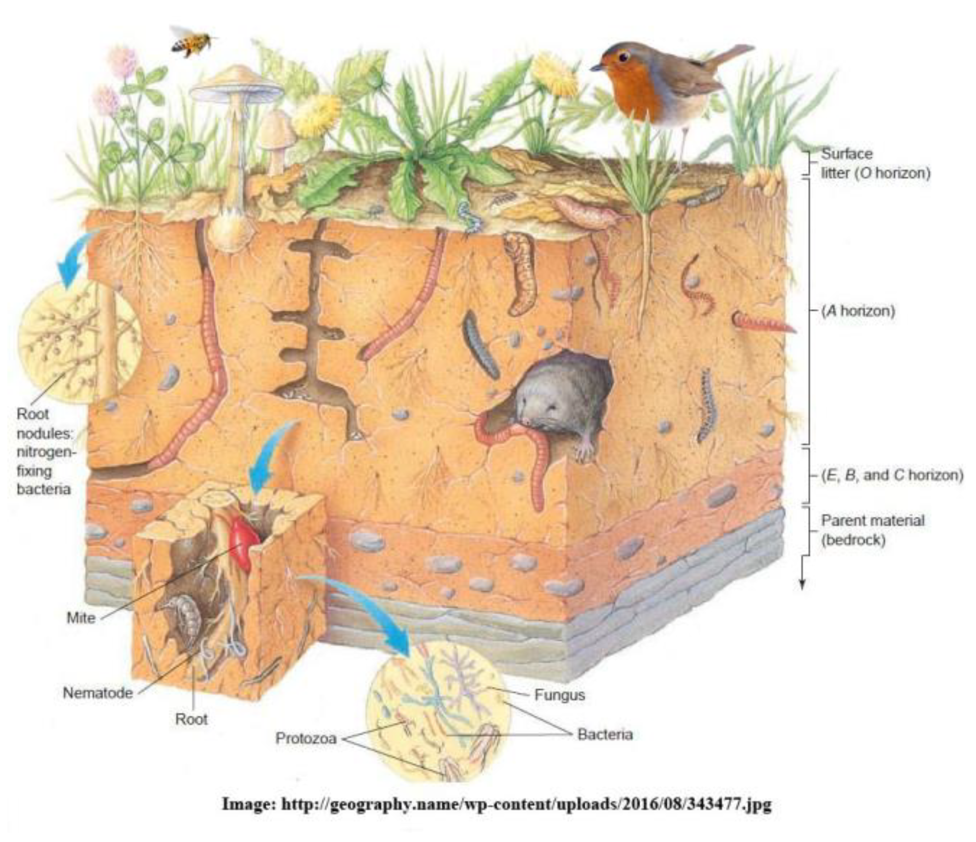 Группы почвенных организмов. Обитатели почвы. Подземные обитатели. Организмы в почве. Почва и подземные обитатели.