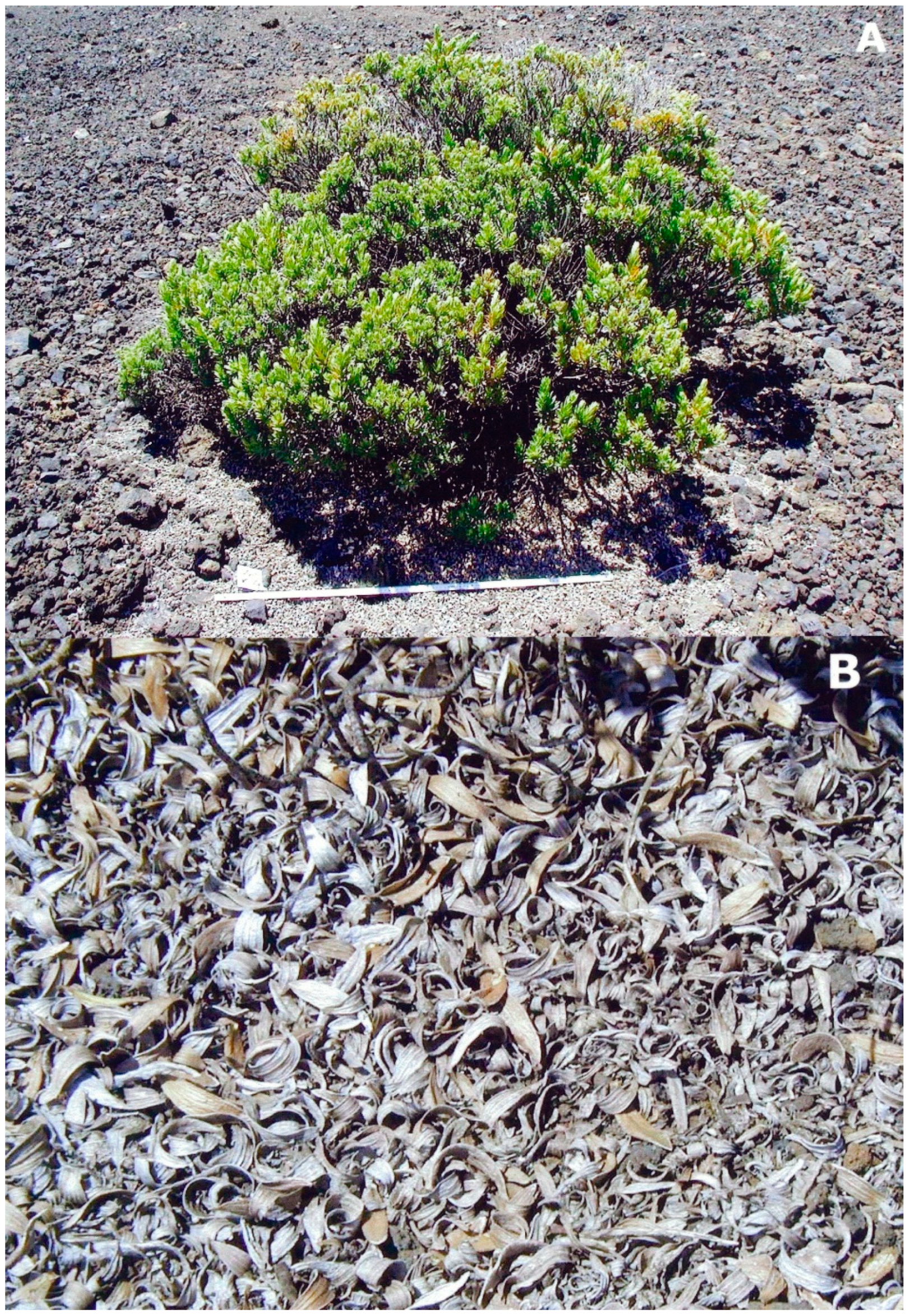 1 lb FRESH LEAVES & TWIGS *CREOSOTE BUSH *CHAPARRAL *MEDICINAL HERB*DESERT RAIN 1 lb FRESH LEAVES & TWIGS *CREOSOTE BUSH *CHAPARRAL *MEDICINAL HERB*DESERT RAIN