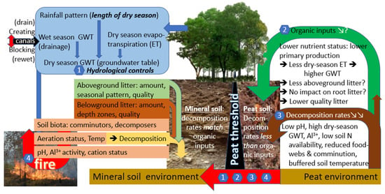 Soil Systems | Free Full-Text | Litter Wet Rubber and Fruit Agroforests: Below the Threshold for Tropical Peat Formation