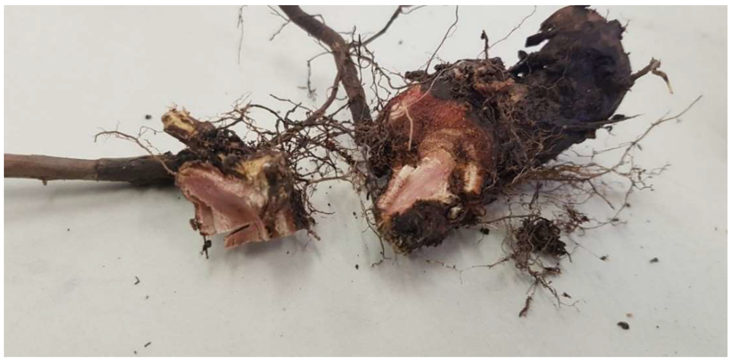 Soilsystems 06 00096 g001