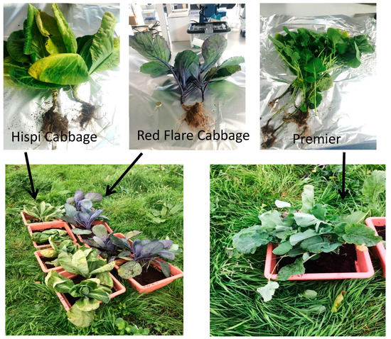 ファーム Selenium Uptake from Livestock Pasture Extremely Enriched in