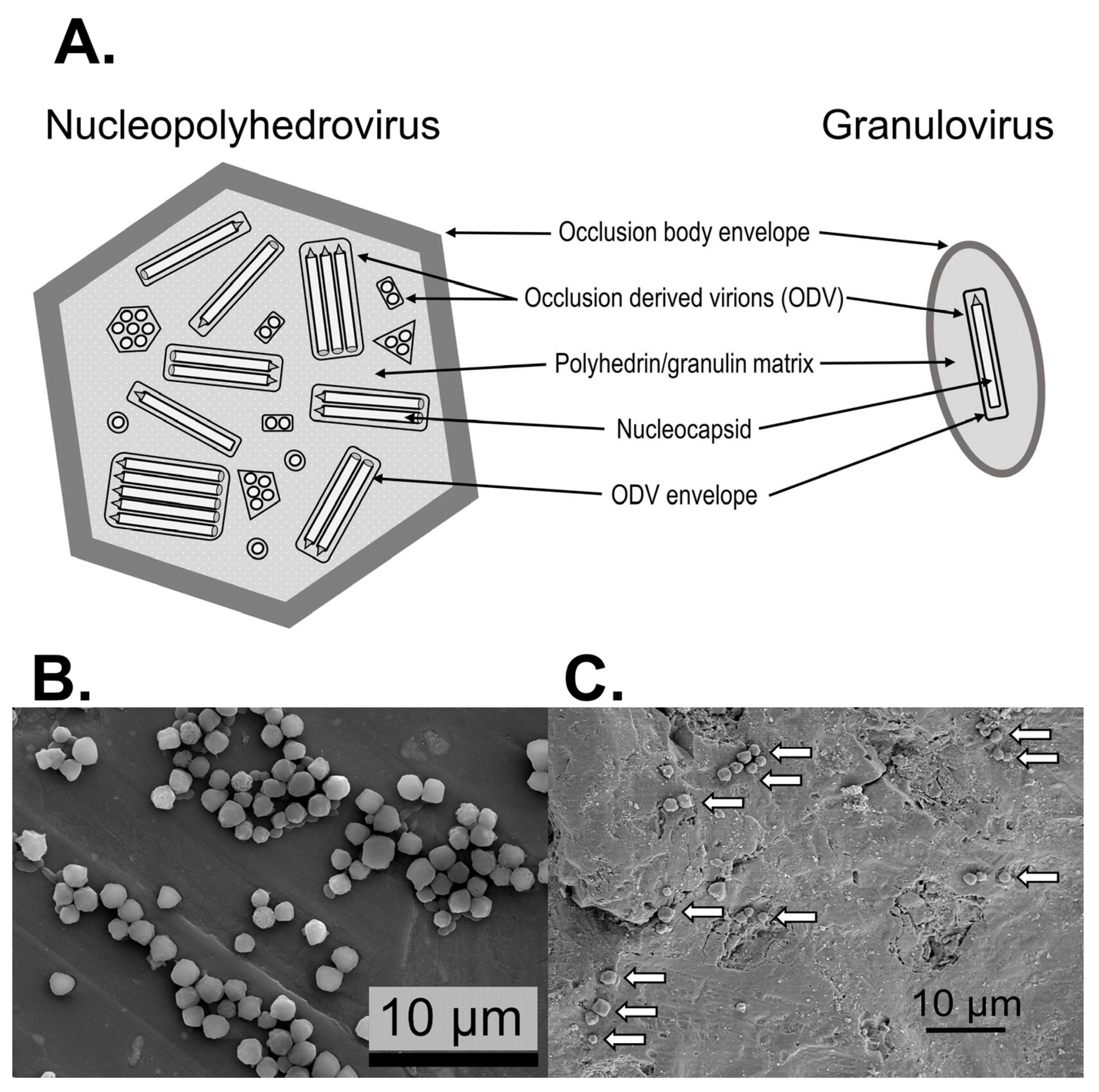 Soilsystems 07 00029 g001 Soilsystems 07 00029 g001