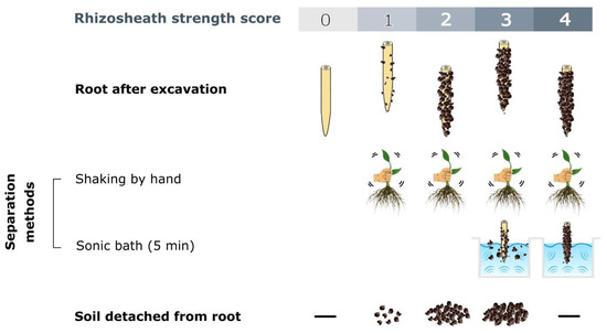 Rhizosheath: Roles, Formation Processes and Investigation Methods