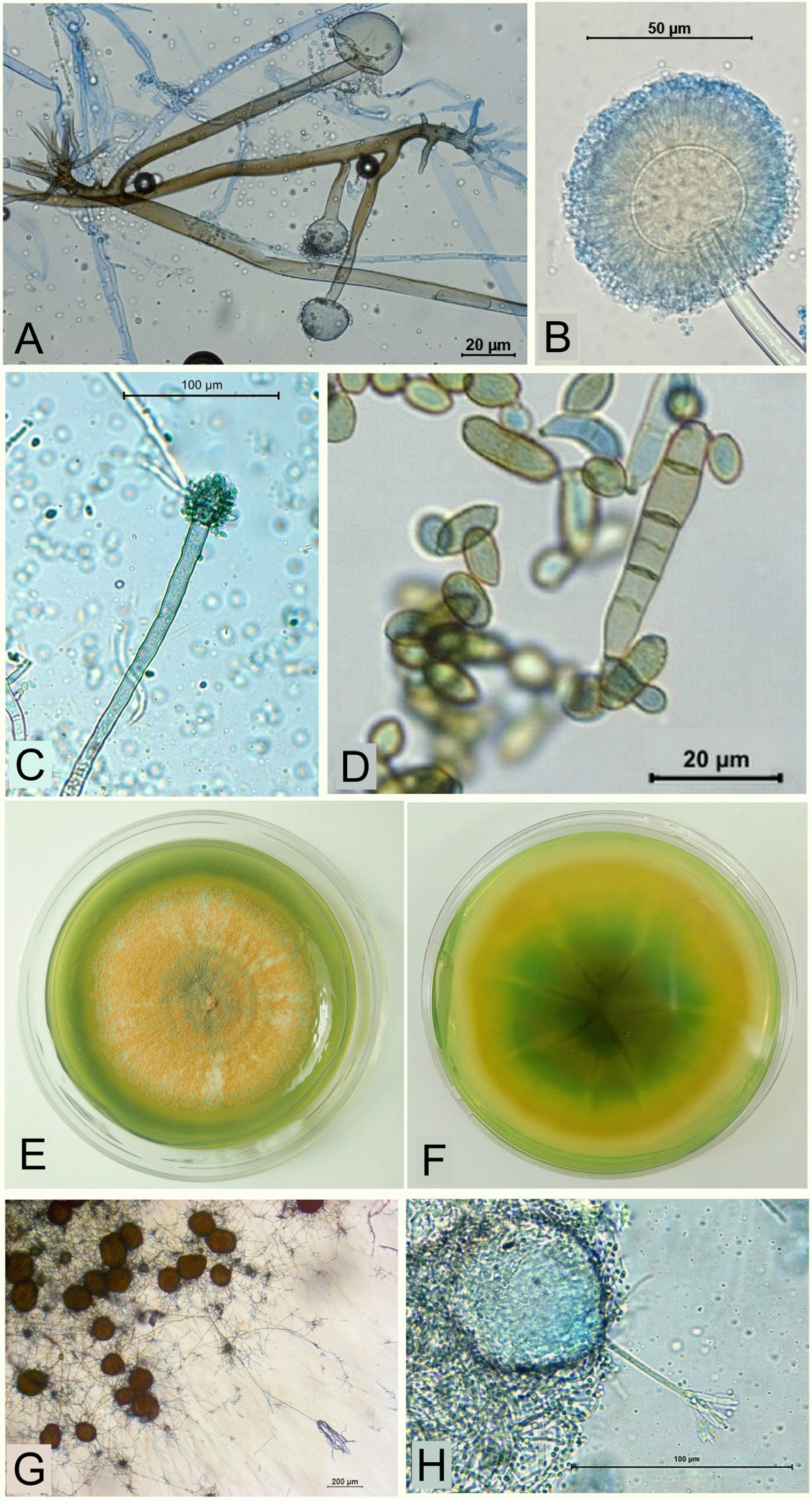 Soilsystems 08 00058 g004