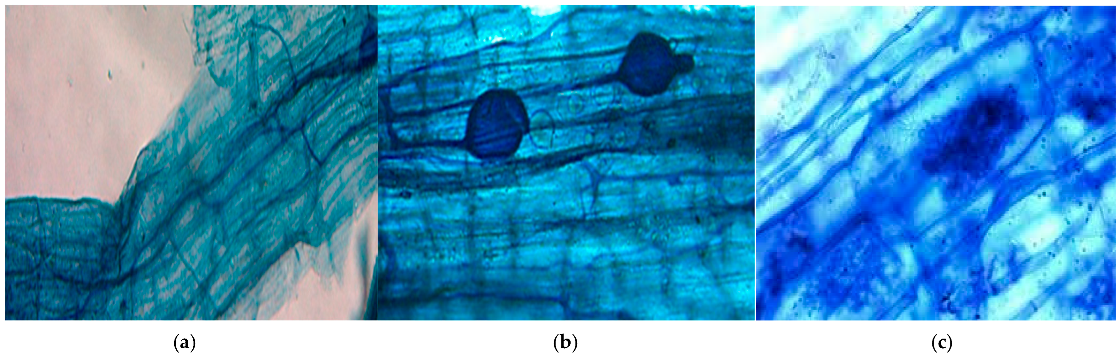 Soilsystems 08 00100 g008