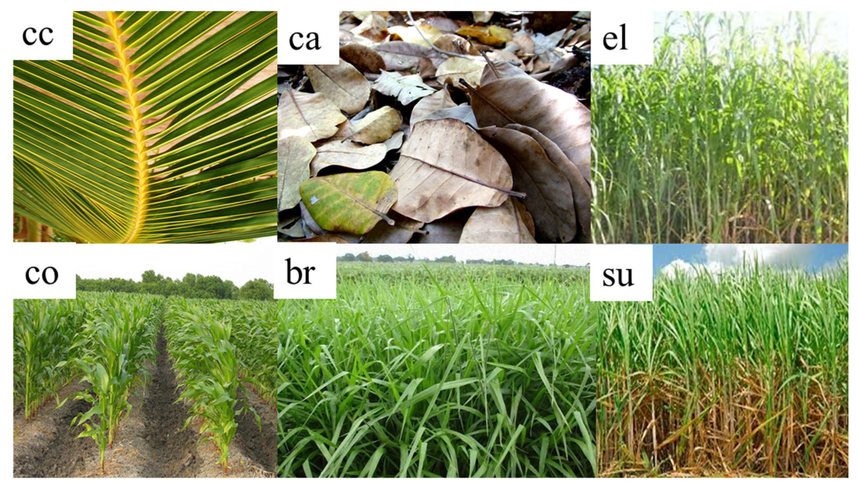 Soilsystems 09 00004 g001 Soilsystems 09 00004 g001