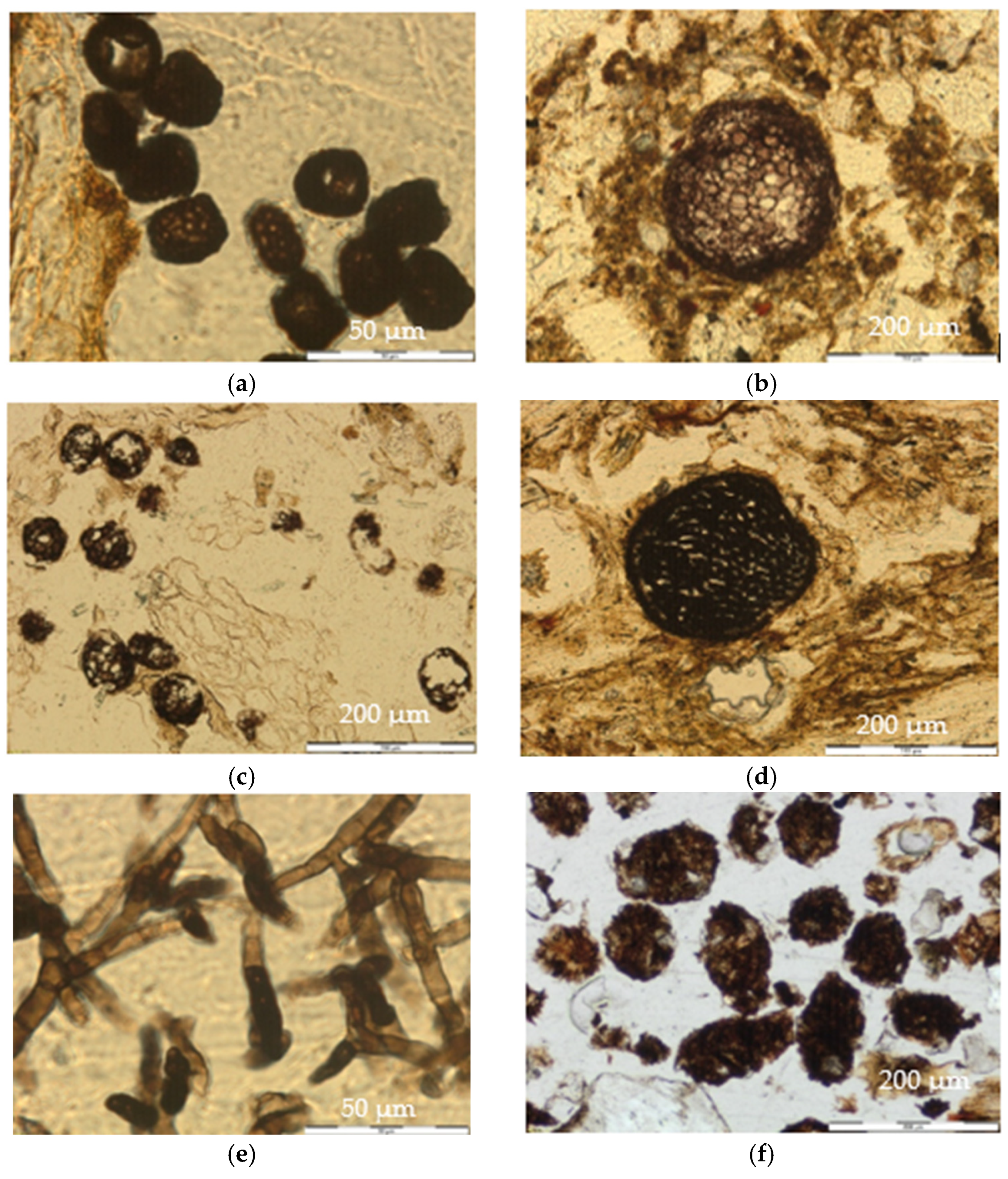Soilsystems 09 00092 g005