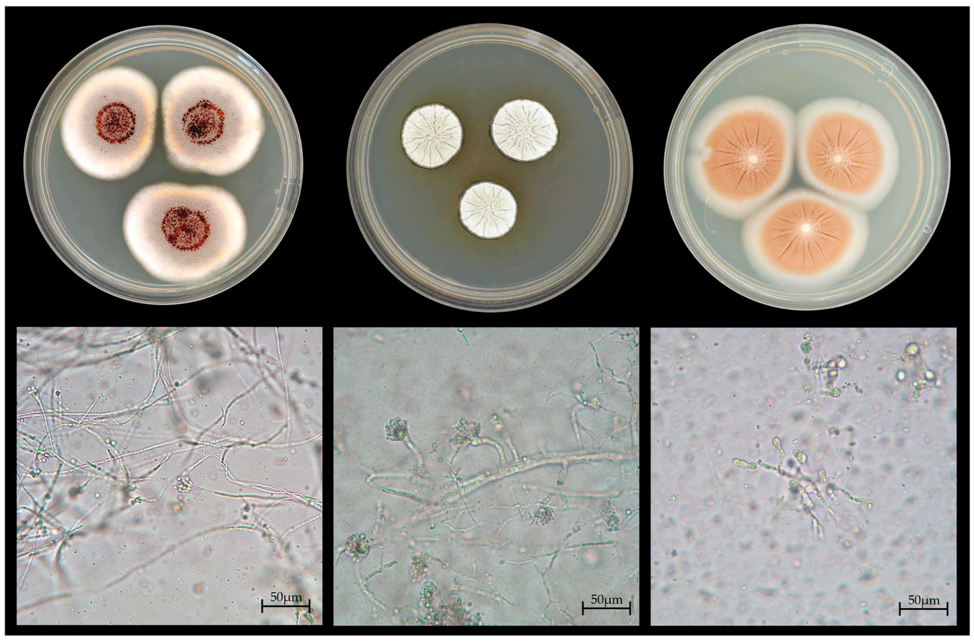 Soilsystems 09 00129 g002 Soilsystems 09 00129 g002