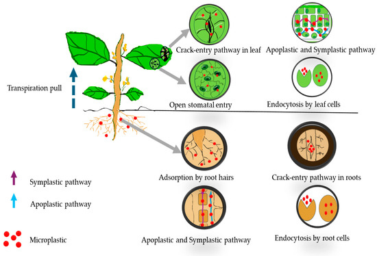Impacts of Micro/Nanoplastics on Crop Physiology and Soil
