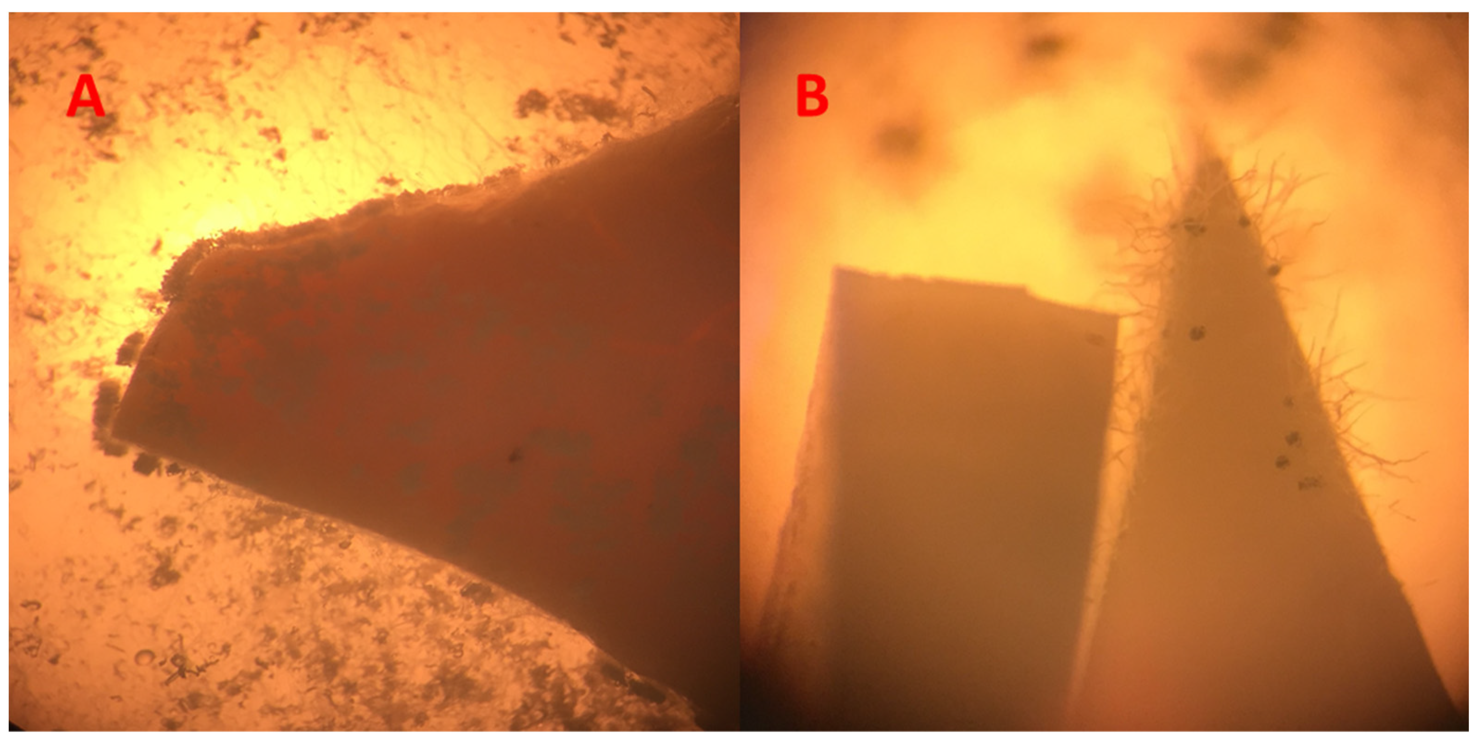 Solids 03 00004 g003