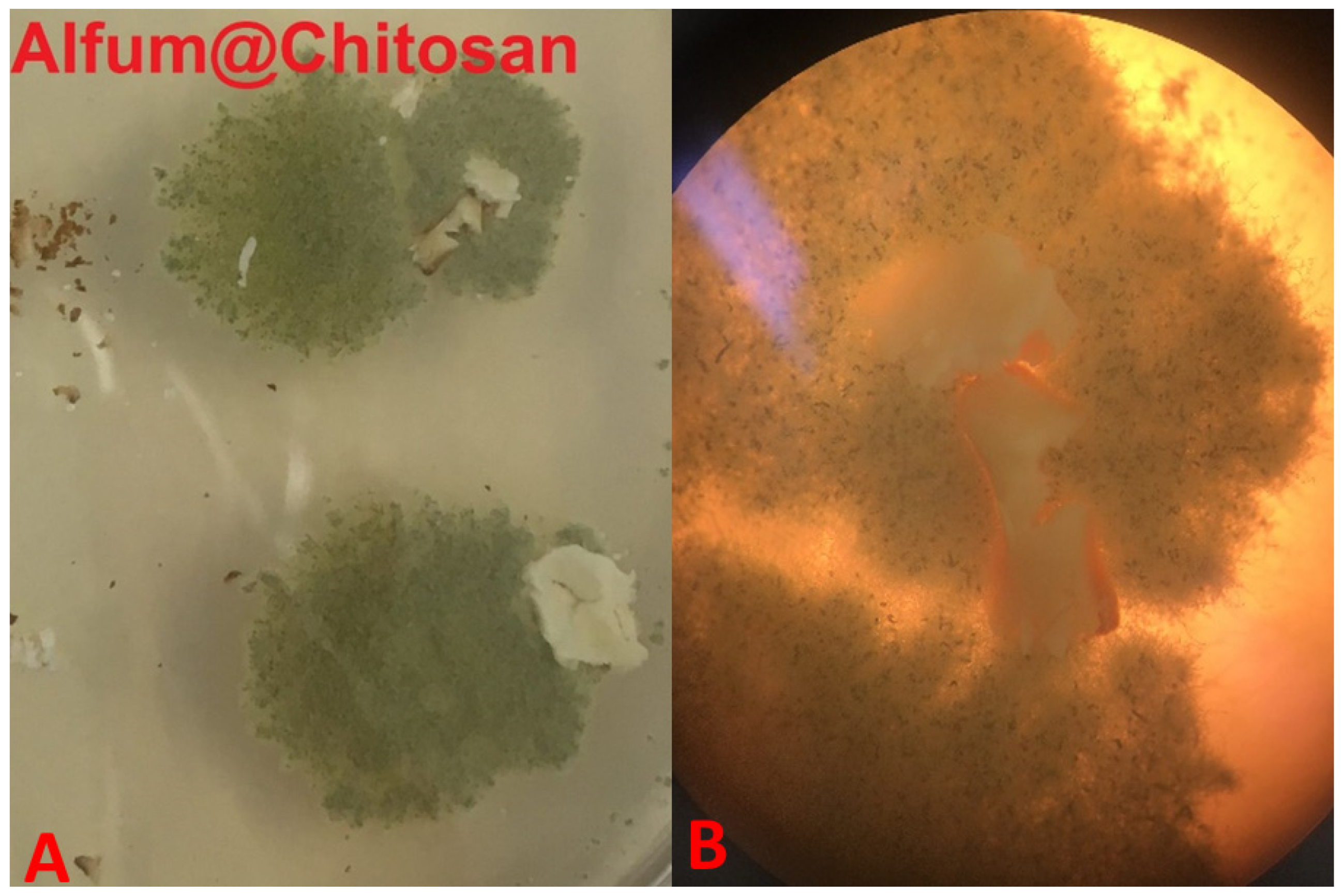 Solids 03 00004 g010