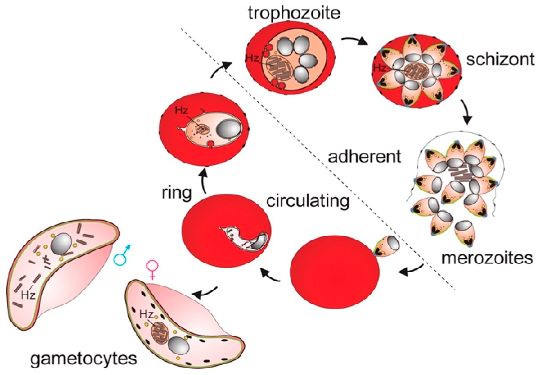 Spectroscj 02 00015 g001