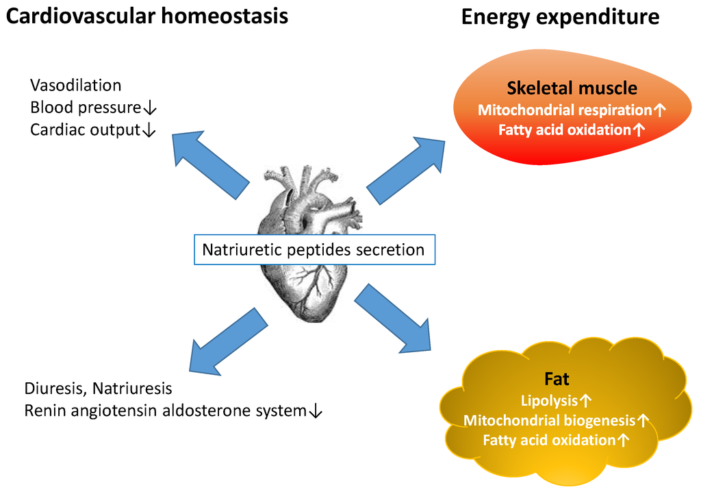 Sports Free Full-Text The Effects of Exercise on Natriuretic Peptides in Individuals without Heart Failure