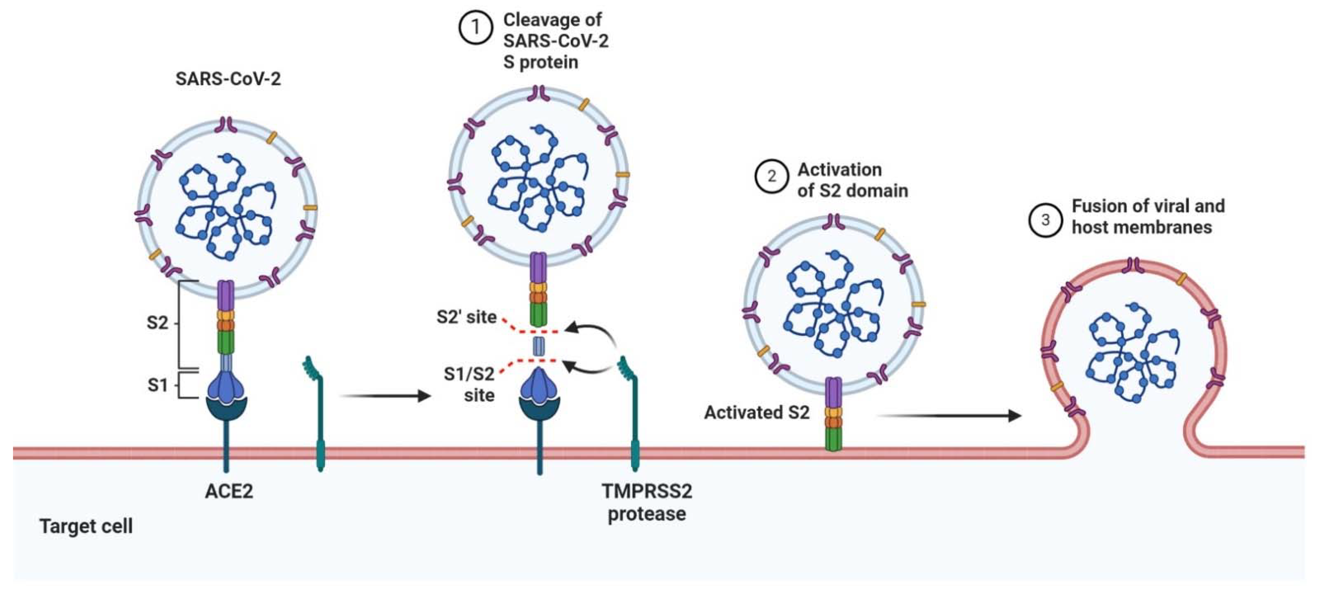 Рнк cov 2. Строение SARS-cov-2 рисунок. Молекула SARS-cov-2. Рецепторы Ace. Reactivation био.