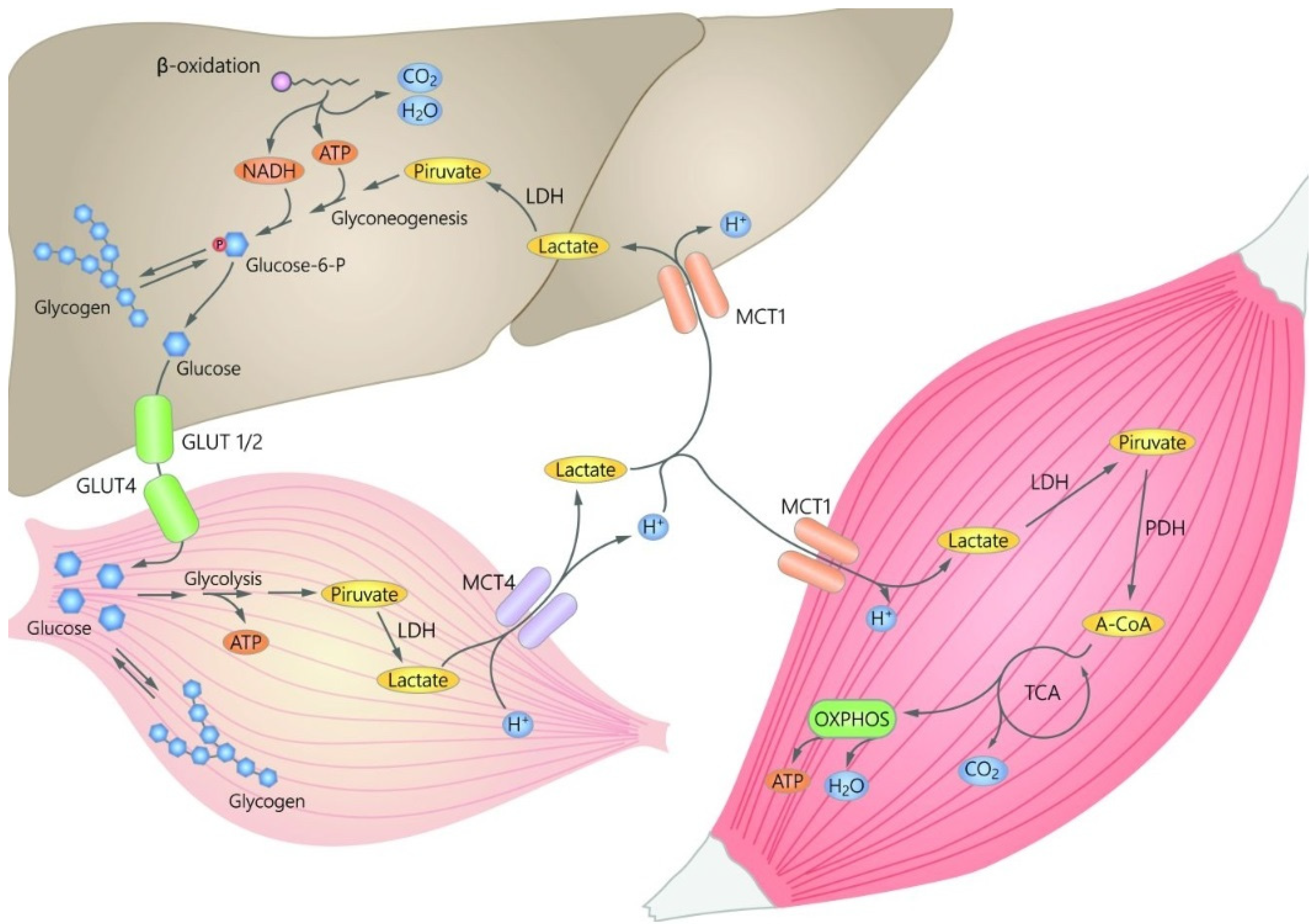 Sports 09 00143 g001 Sports 09 00143 g001