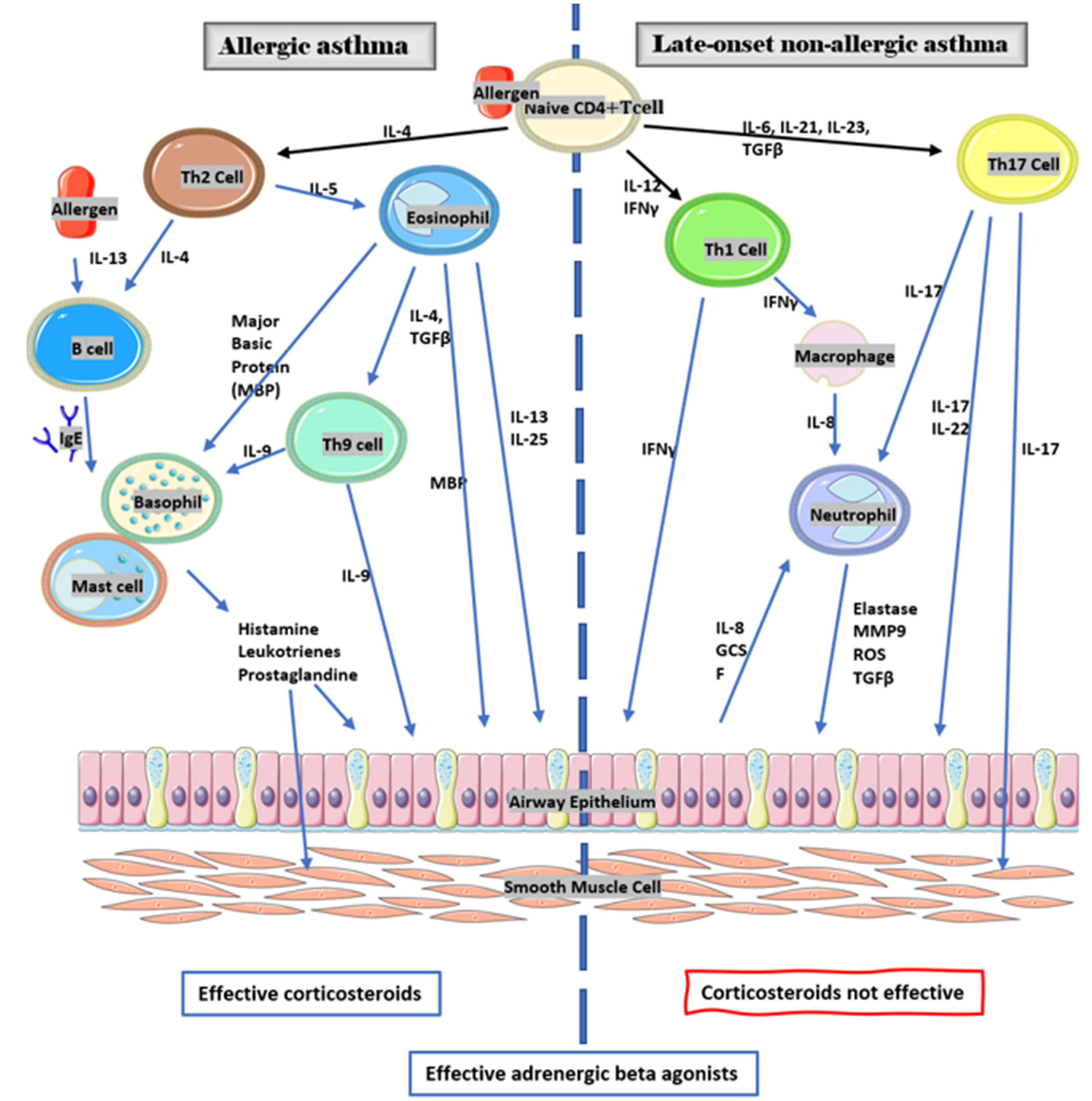 Sports Free Full Text Overuse Of Short Acting Beta 2 Agonists Sabas In Elite Athletes Hypotheses To Explain It Html